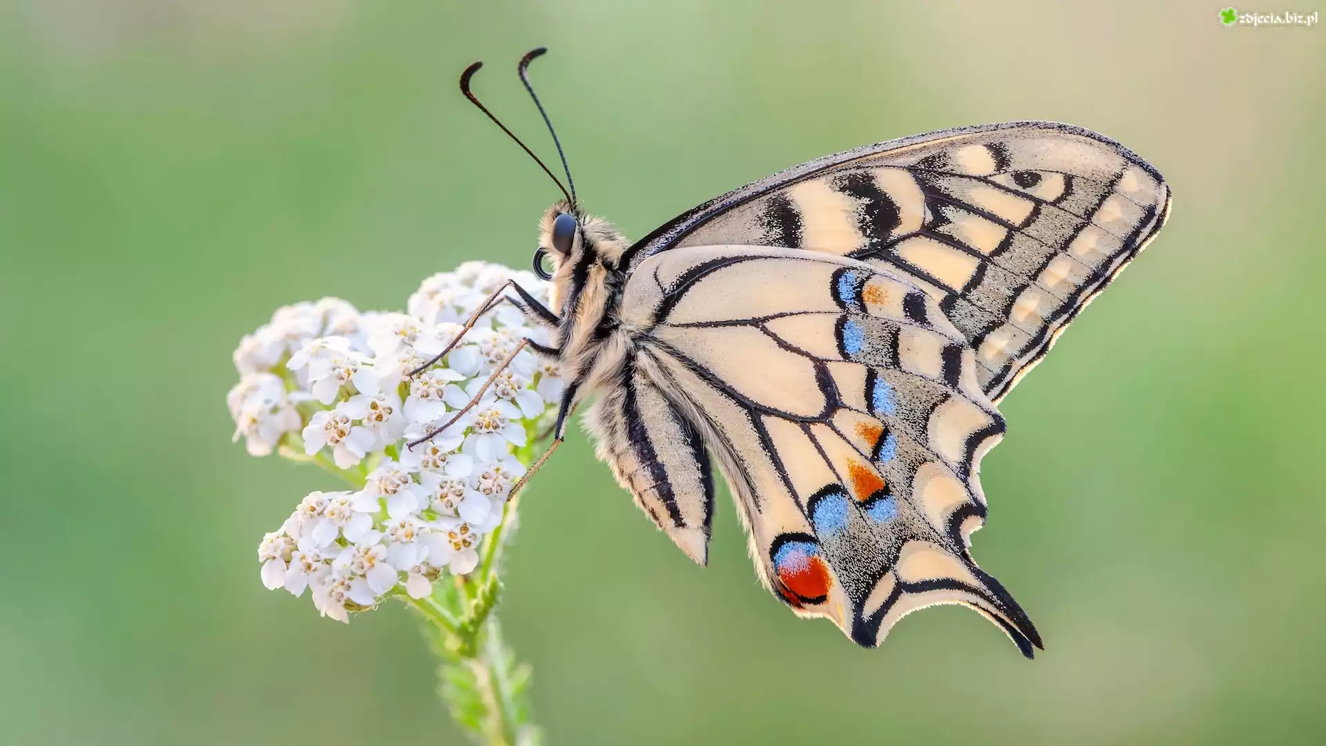 Motyl, Paź królowej, Biała, Roślina, Makro