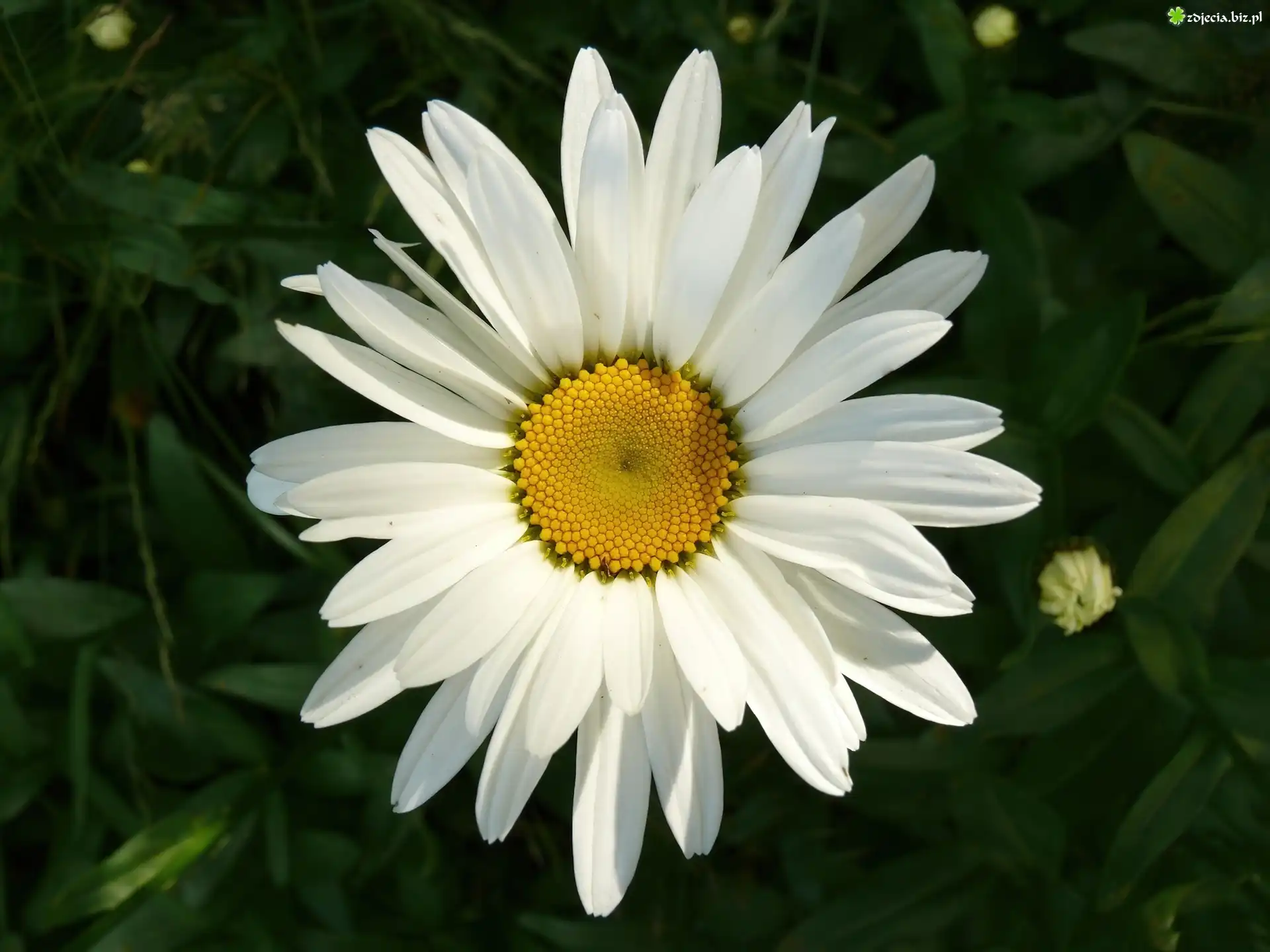Biała, Margerytka