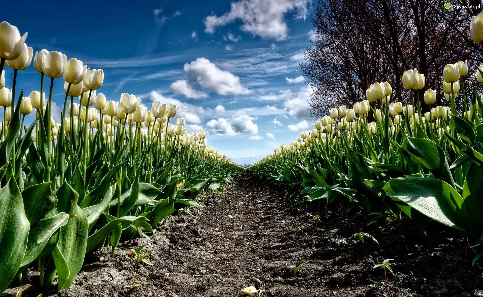 Białe, Tulipany, Plantacja, Drzewo
