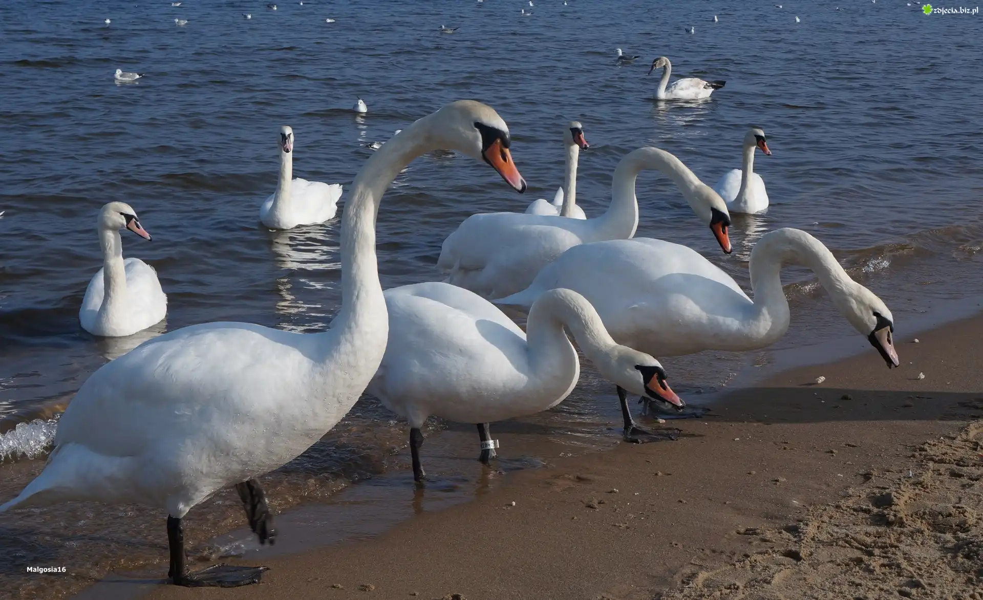 Białe, Ptaki, Łabędzie, Morze, Woda, Plaża
