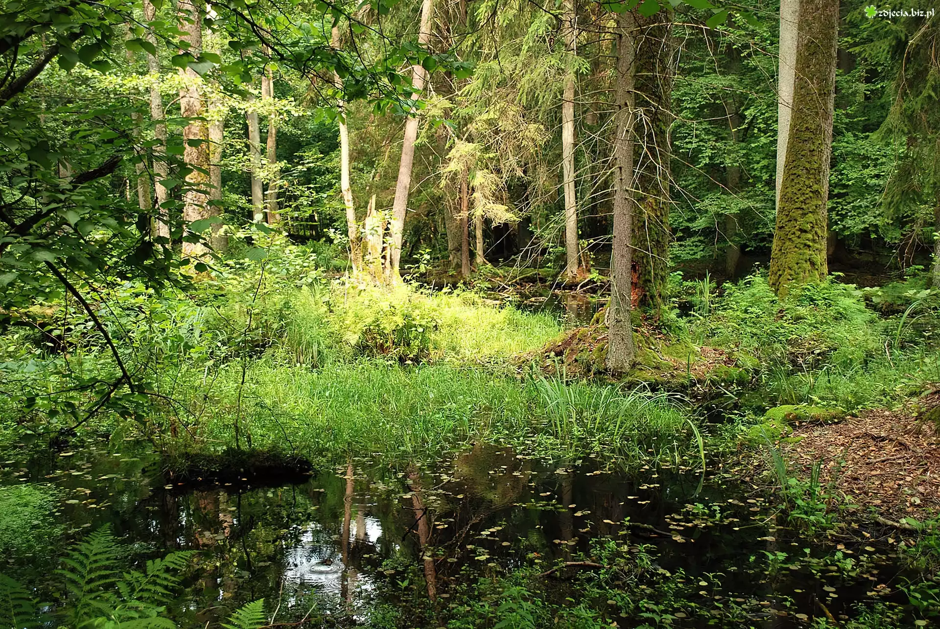 Puszcza, Białowieska, Bagno