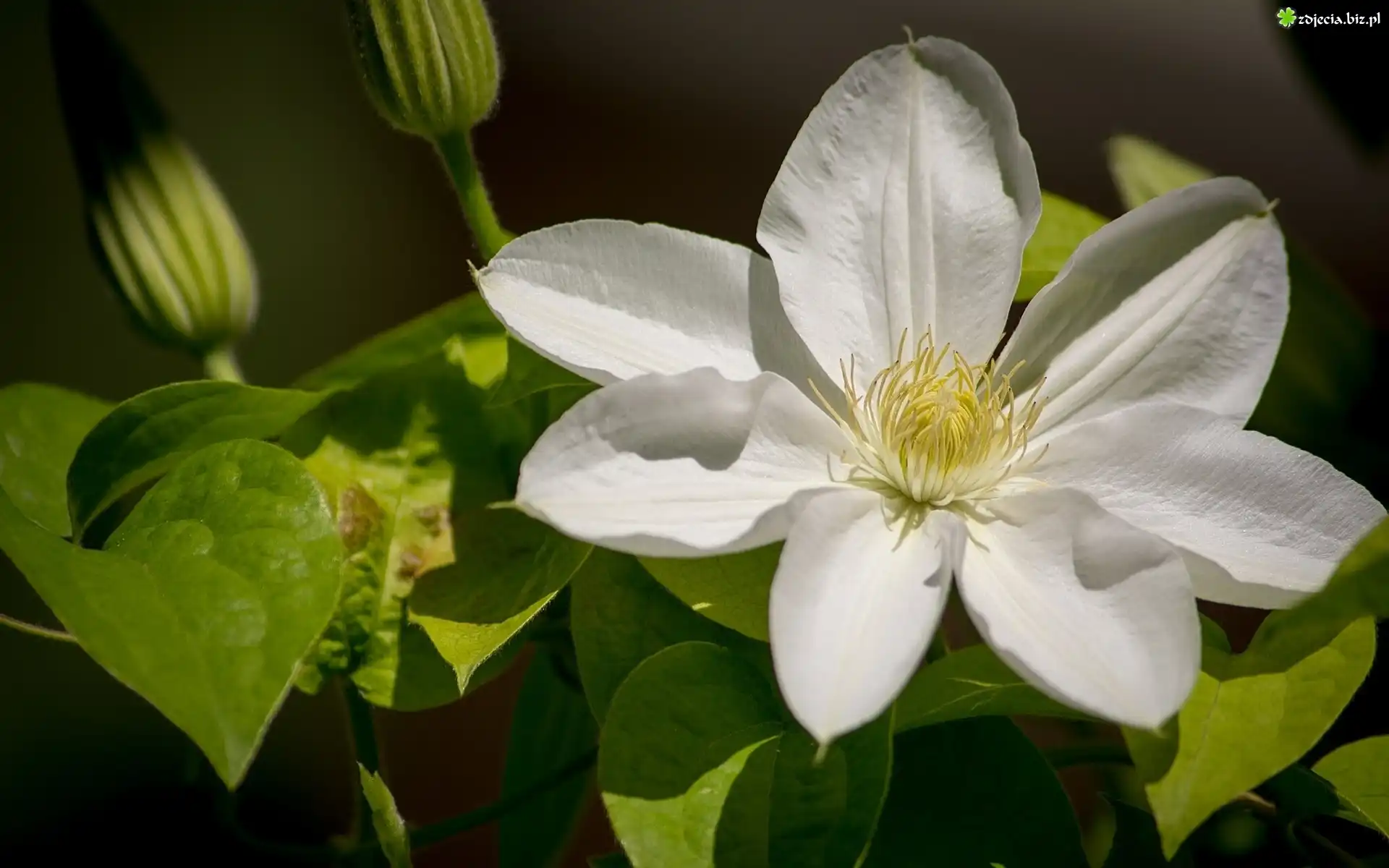 Biały, Clematis