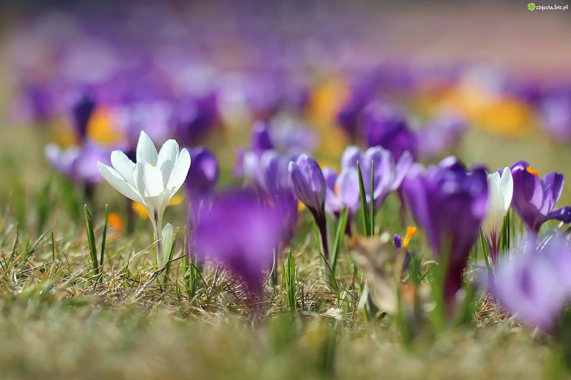 Biały, Krokus, Rozmyte, Fioletowe, Krokusy