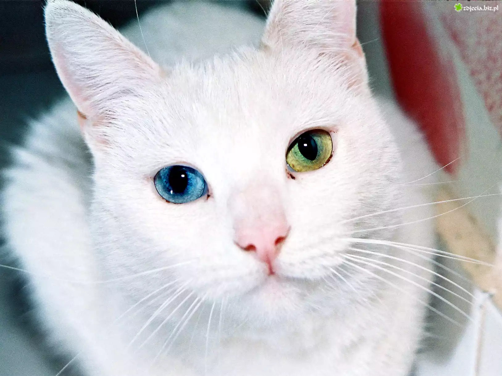 Biały, Kot, Różnokolorowe, Oczy, turecka angora
