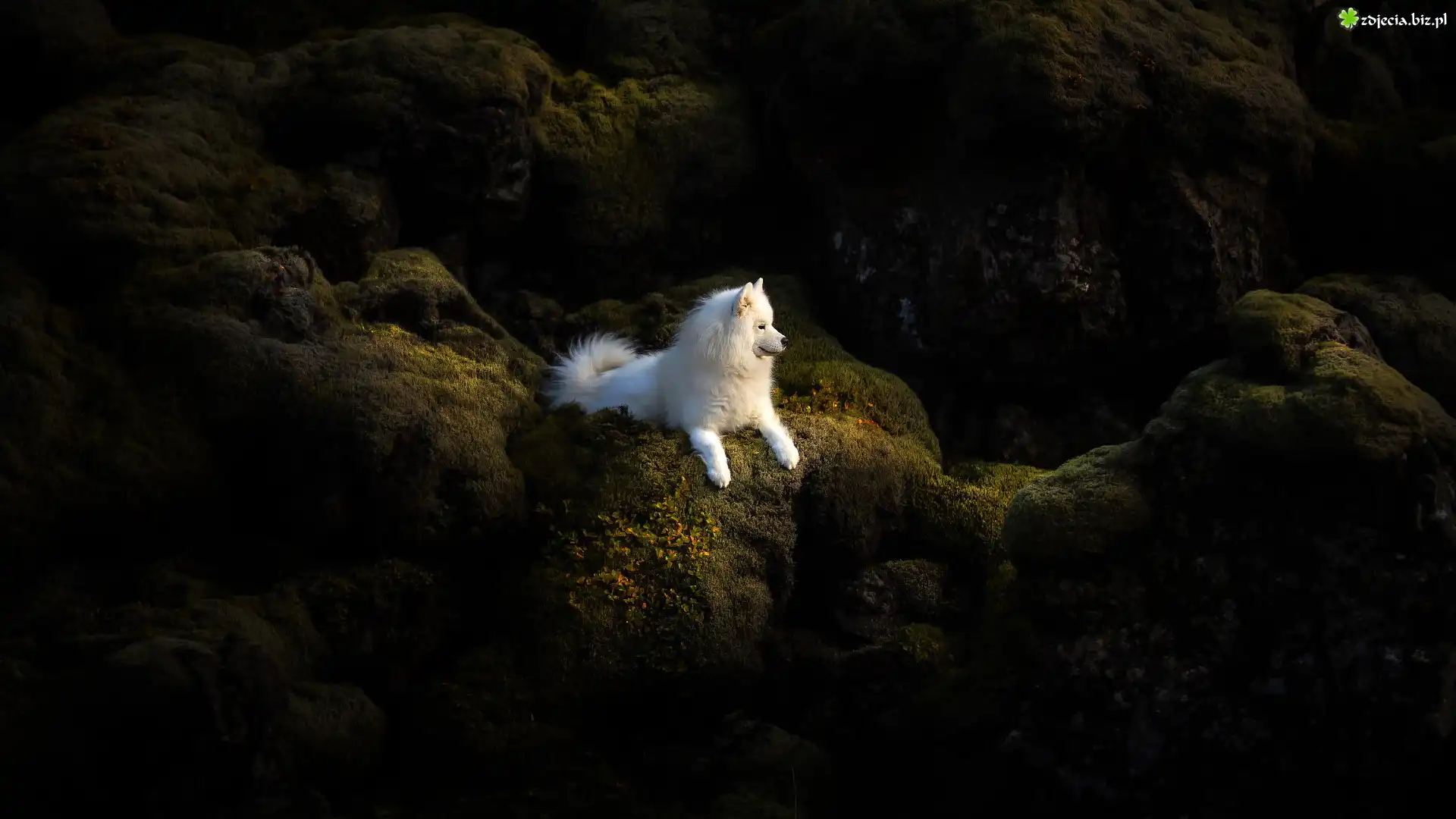 Biały, Pies, Samojed, Skały