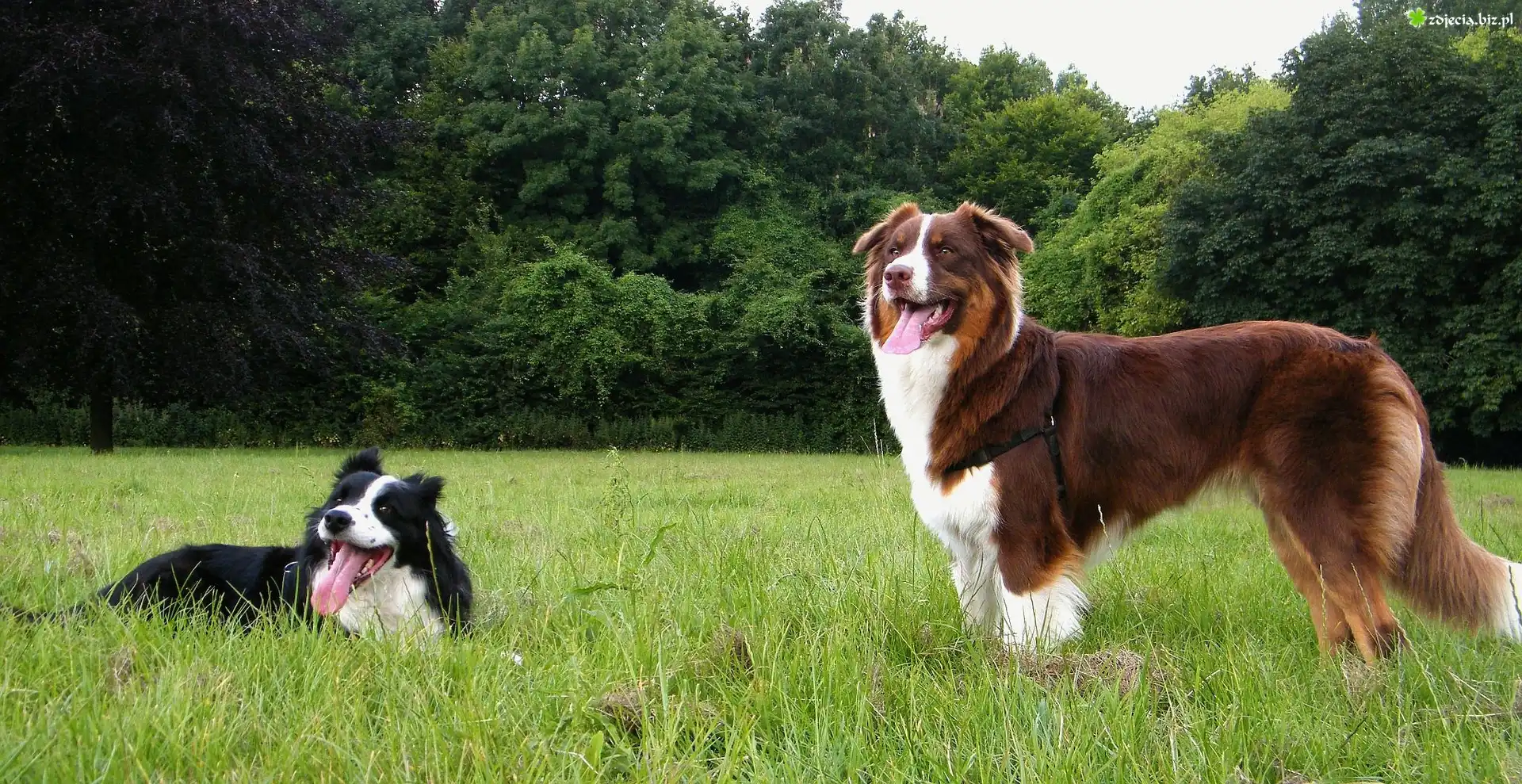 Border Collie