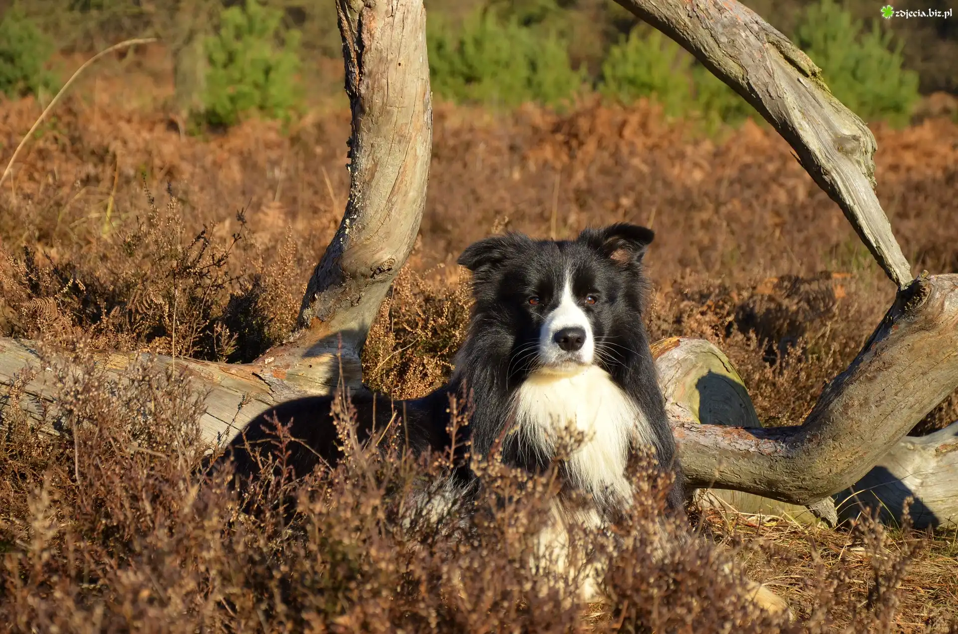 Border collie, Łąka, Rośliny, Konary