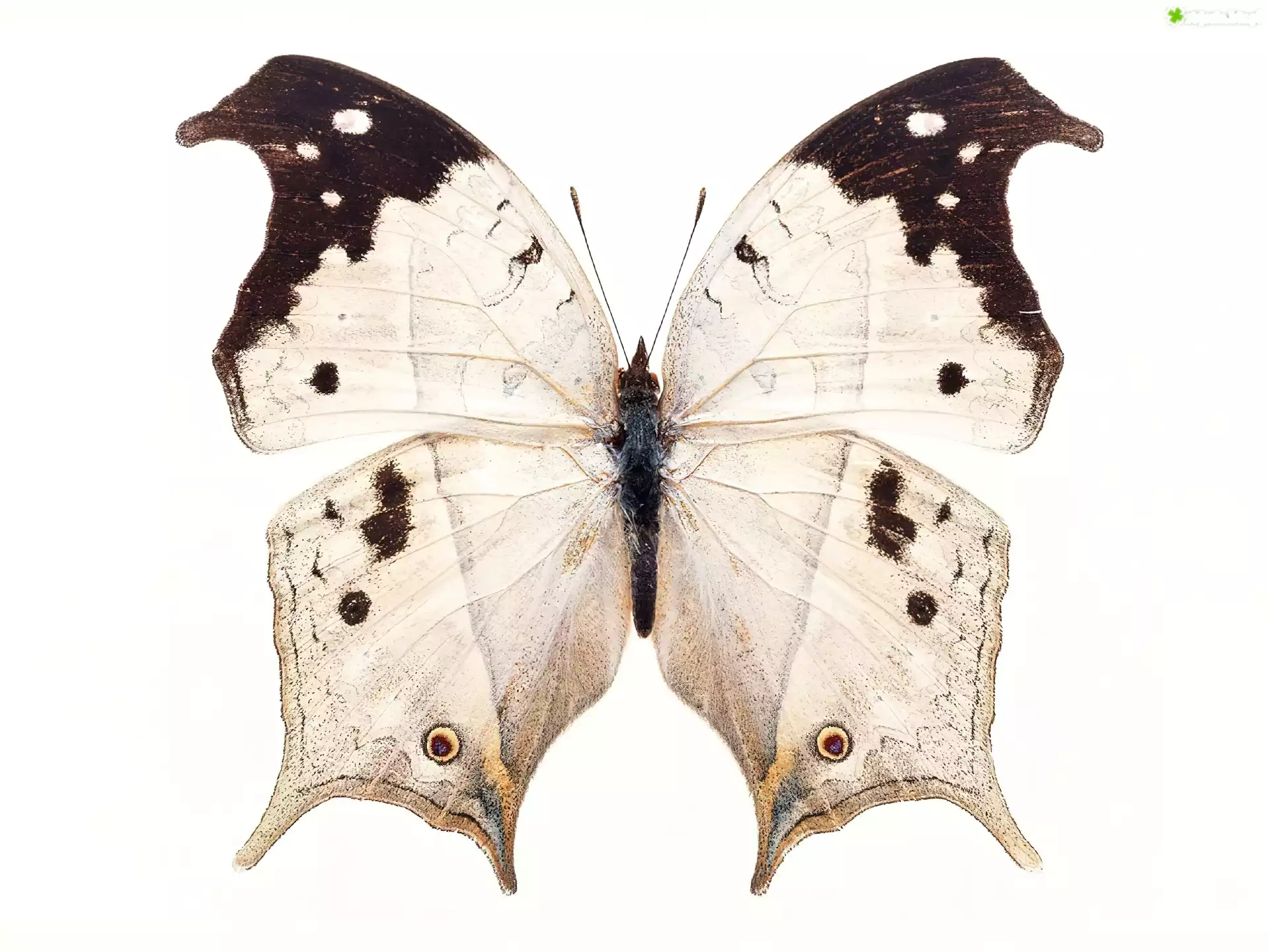 Biało, Brązowy, Motyl