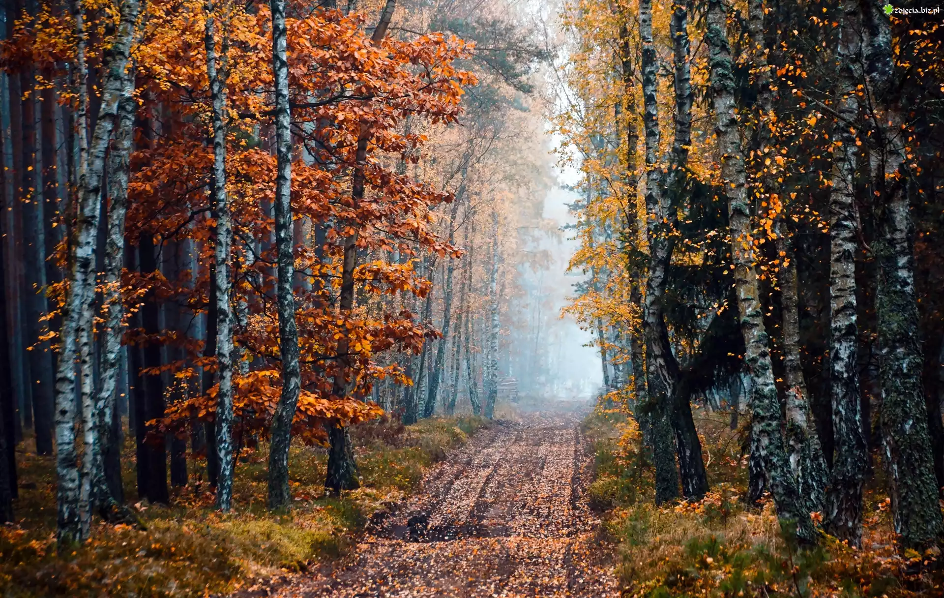 Brzozowy, Las, Droga, Mgła, Jesień