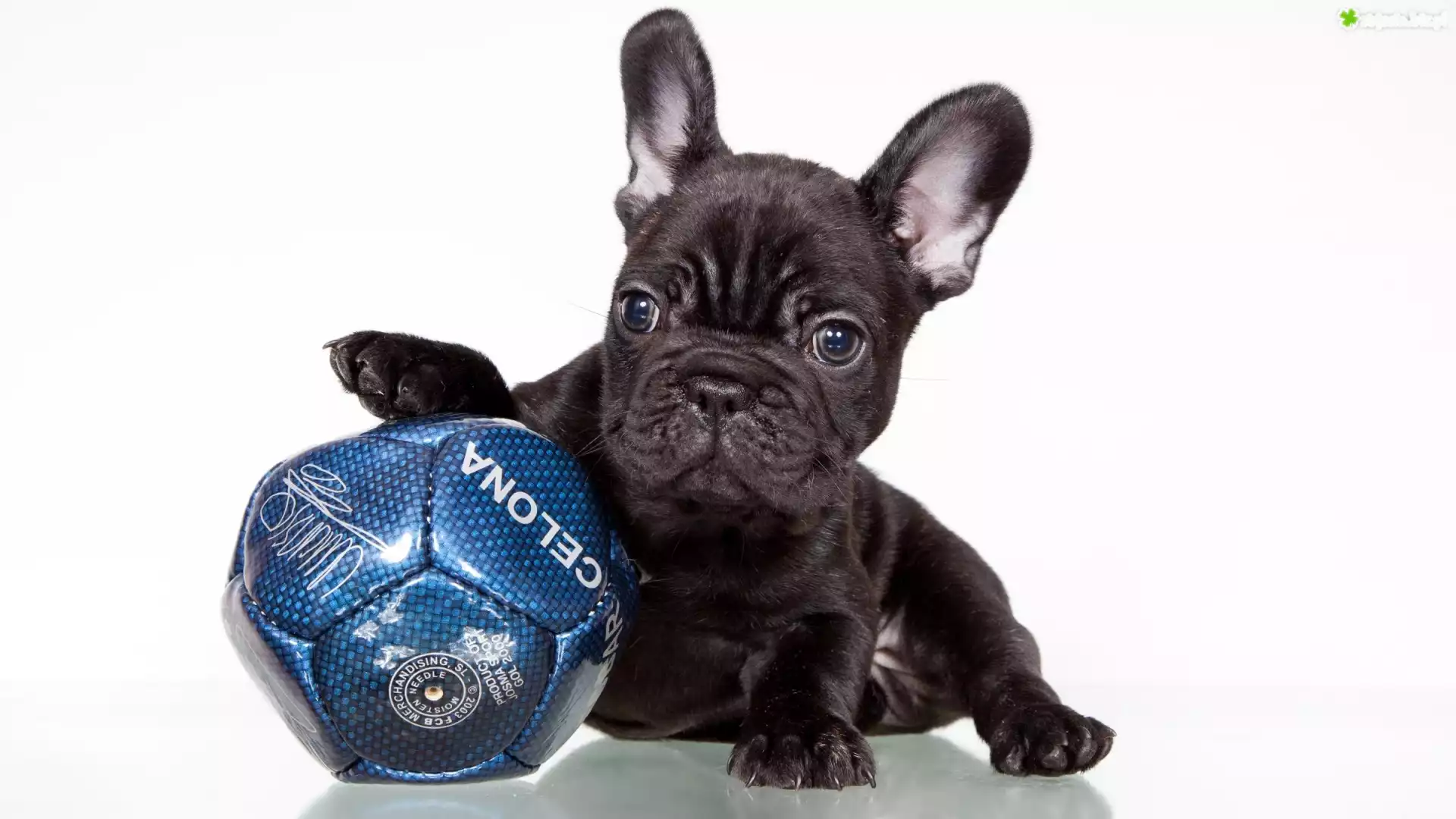 Buldog Francuski, Czarny, Szczeniak, Piłka