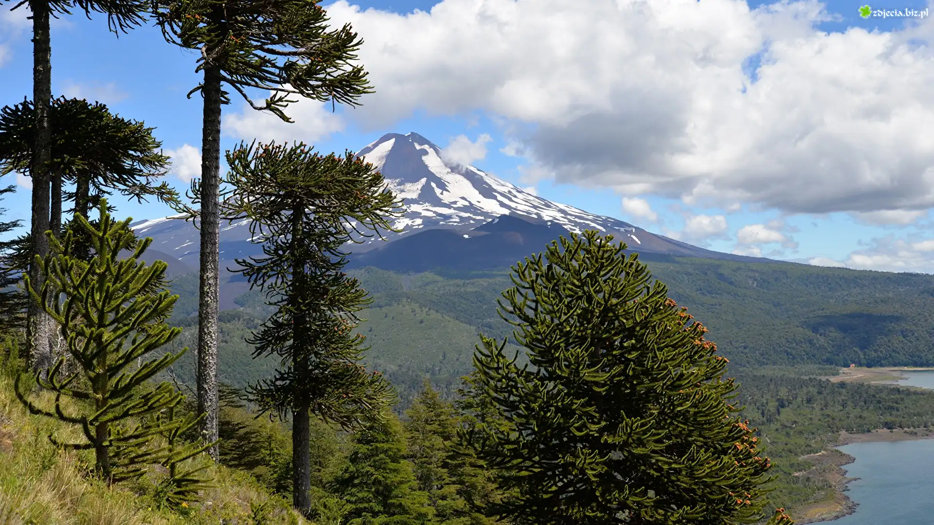 Góra, Wulkan Llaima, Drzewa, Araukarie chilijskie, Park Narodowy Conguillio, Chile