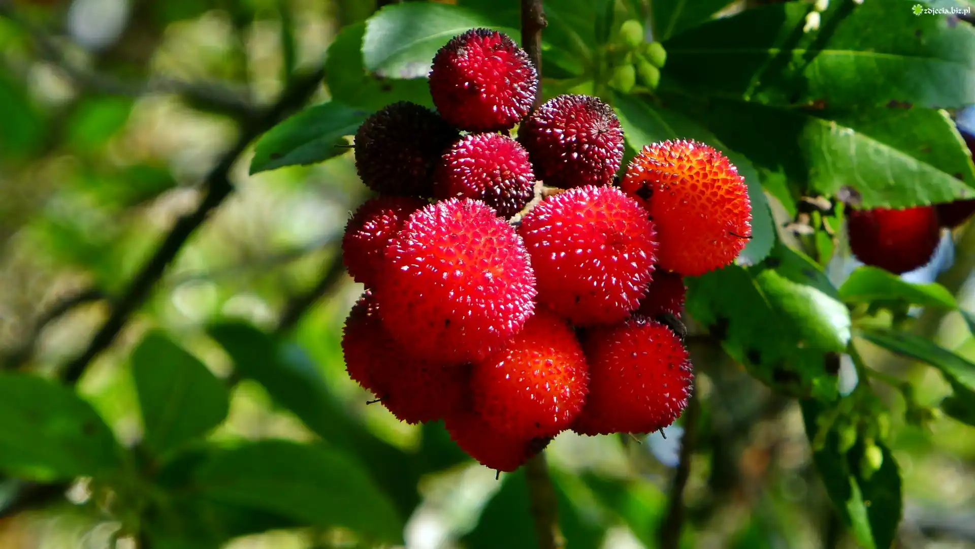 Chruścina Jagodna, Arbutus Unedo, Owoce, Rozmycie