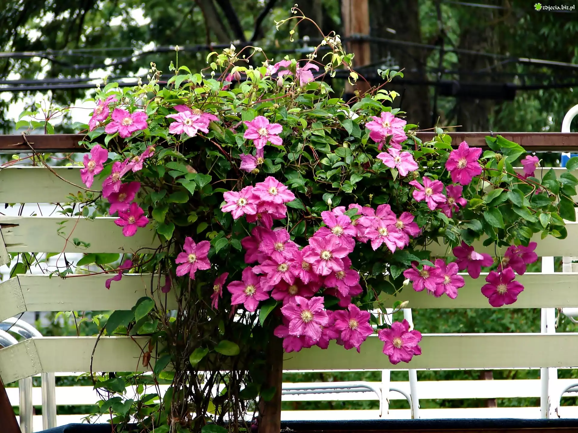 Clematis, Pnące, Kwiaty, Płot