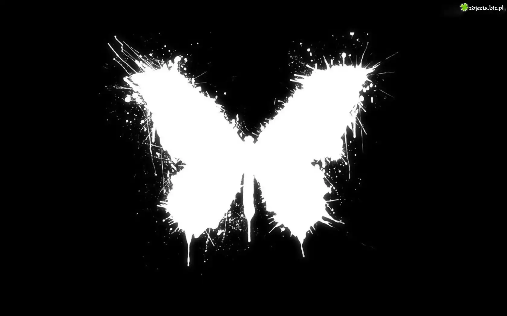 Czarne, Tło, Biały, Motyl