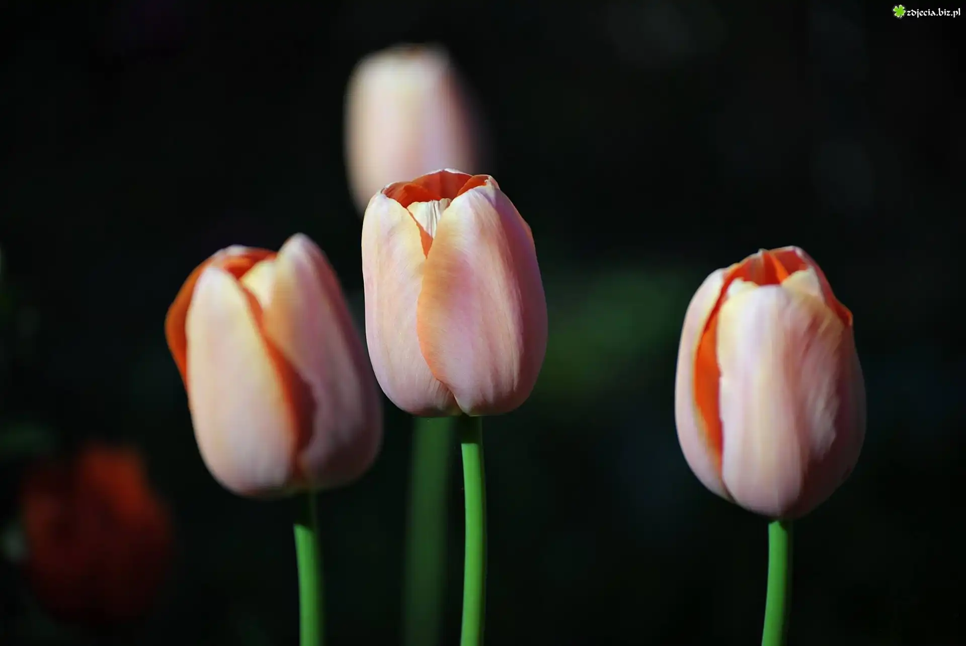 Tulipany, Czarne, Tło