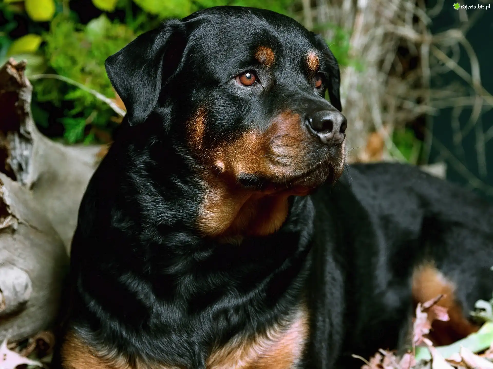 Czarny, Rottweiler