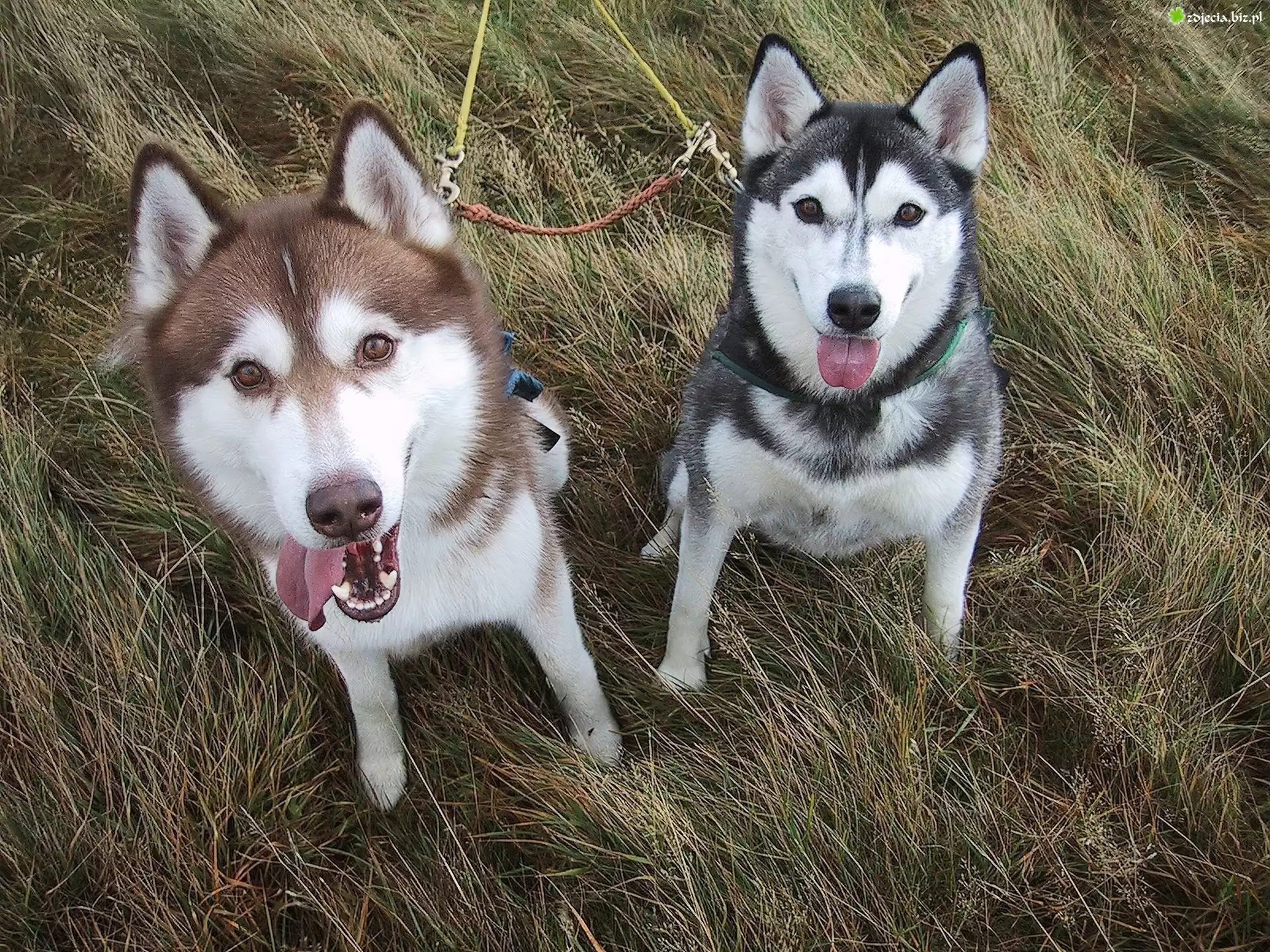 czarny, brązowy, Siberian Husky