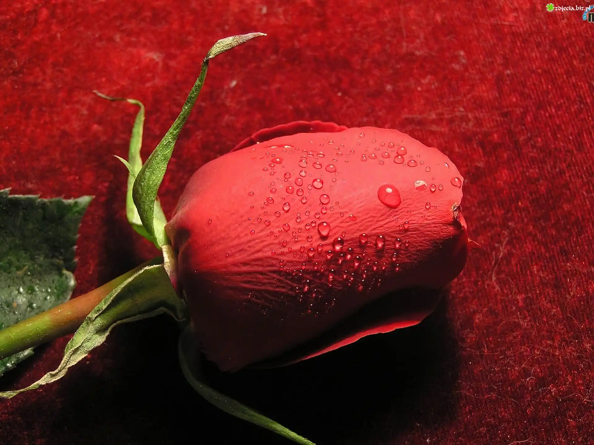 Czerwona, Róża, Krople, Rosy