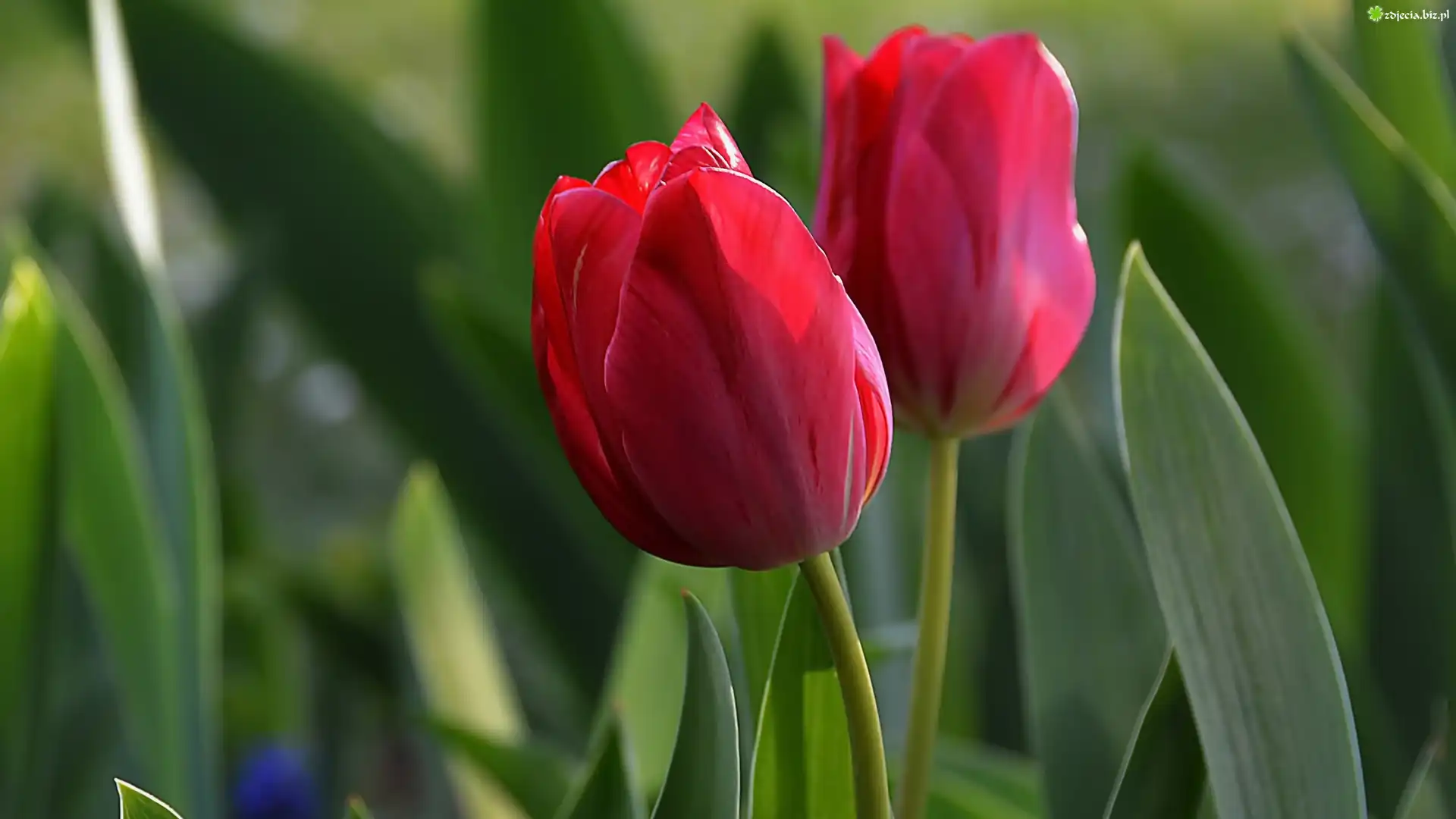 Dwa, Czerwone, Tulipany