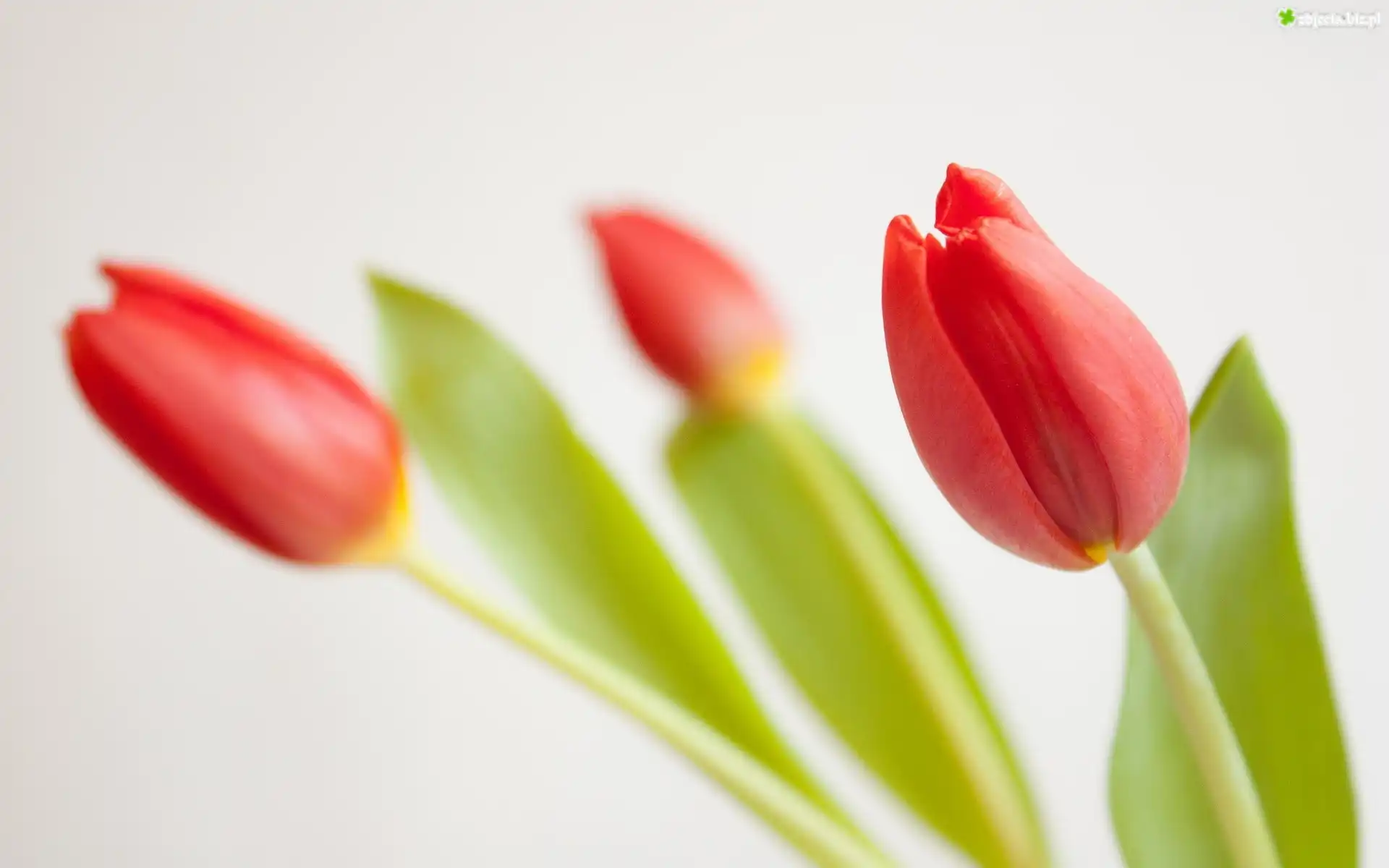 Czerwone, Tulipany