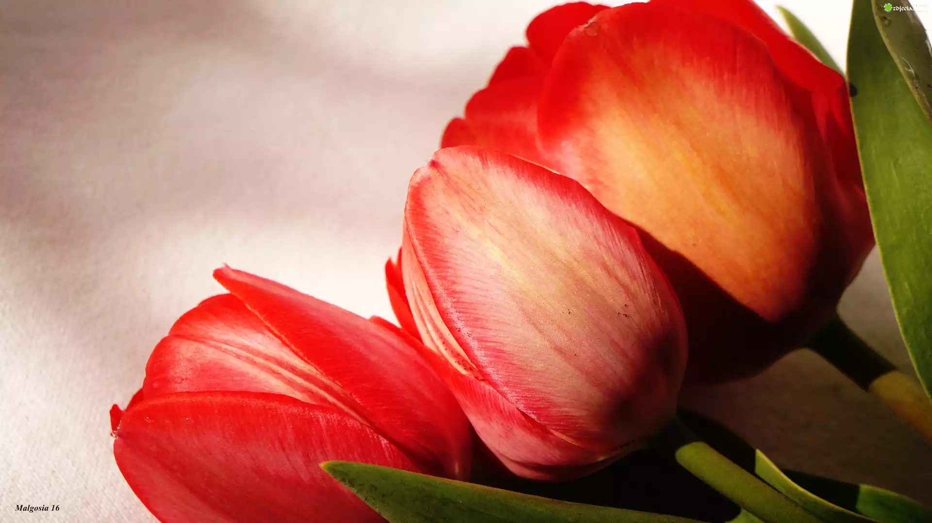 Tulipany, Czerwone, Makro