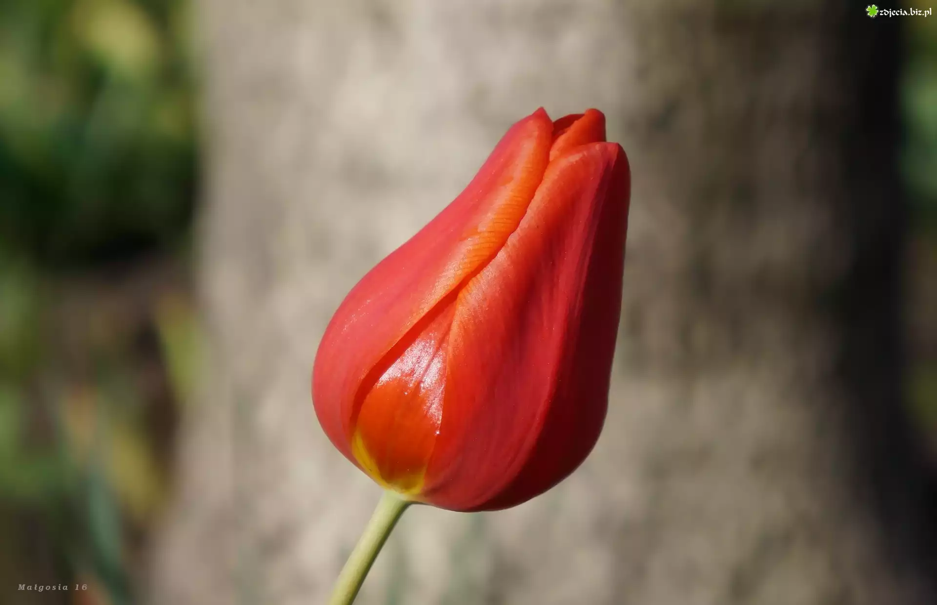 Kwiat, Czerwony, Tulipan