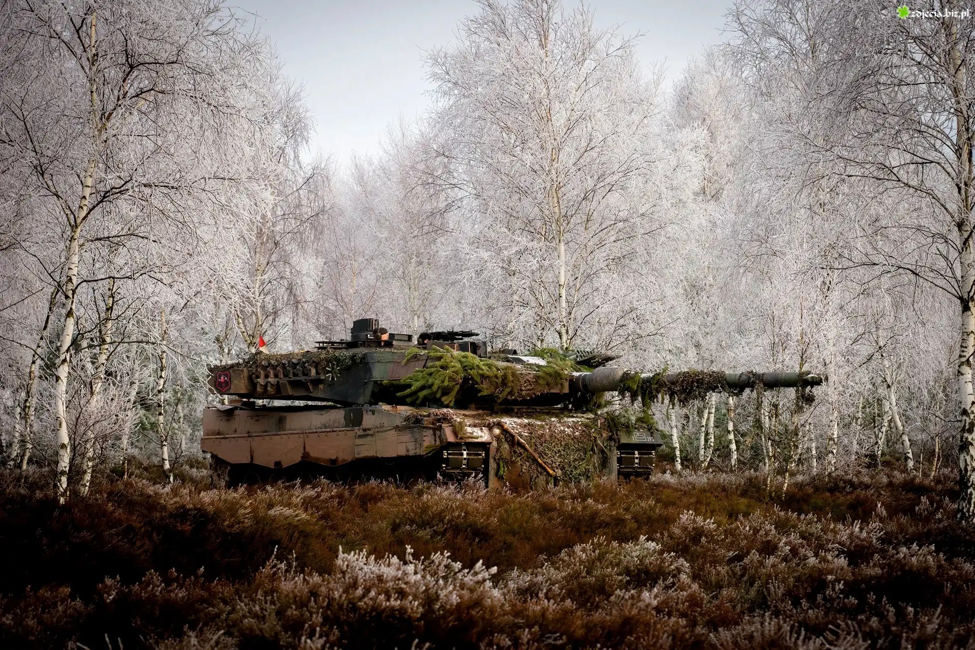 Czołg, Leopard 2a5, Trawa, Brzozy