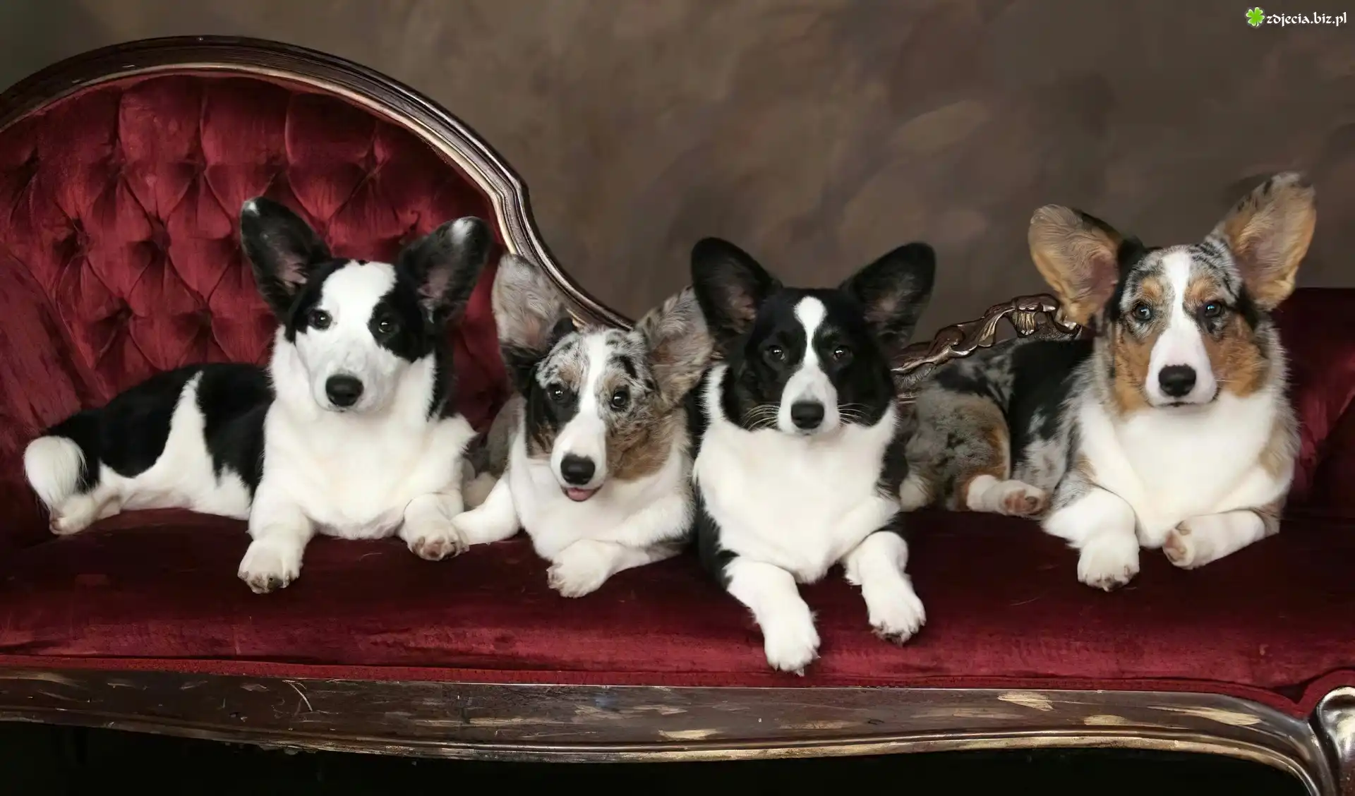 cztery, psy, Welsh corgi cardigan