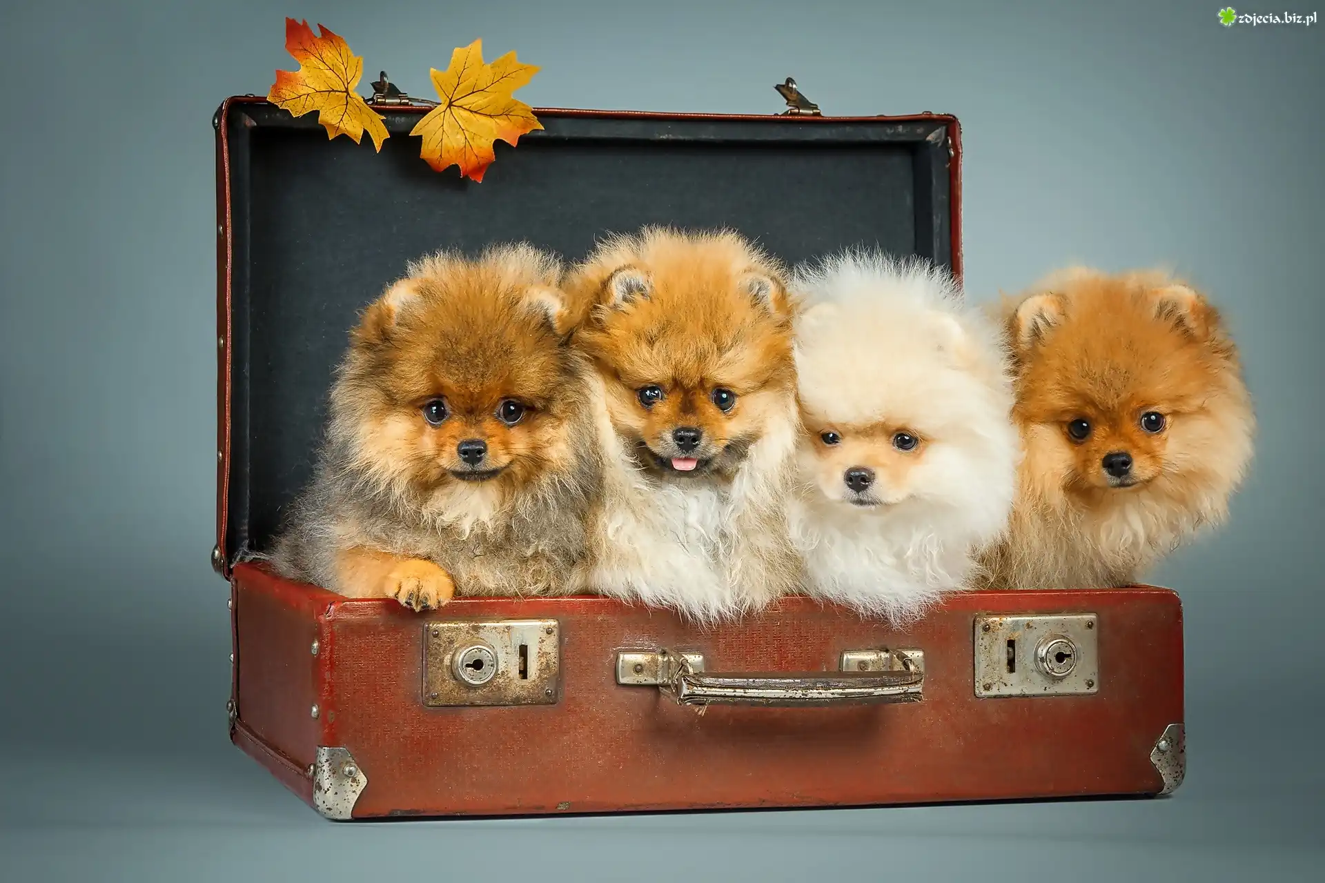 Cztery, Pieski, Szpice, Walizka
