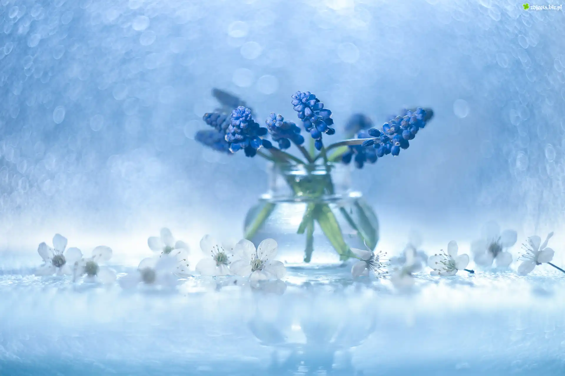 Dekoracja, Szafirki, Niebieskie, Kwiaty, Wazonik, Bokeh
