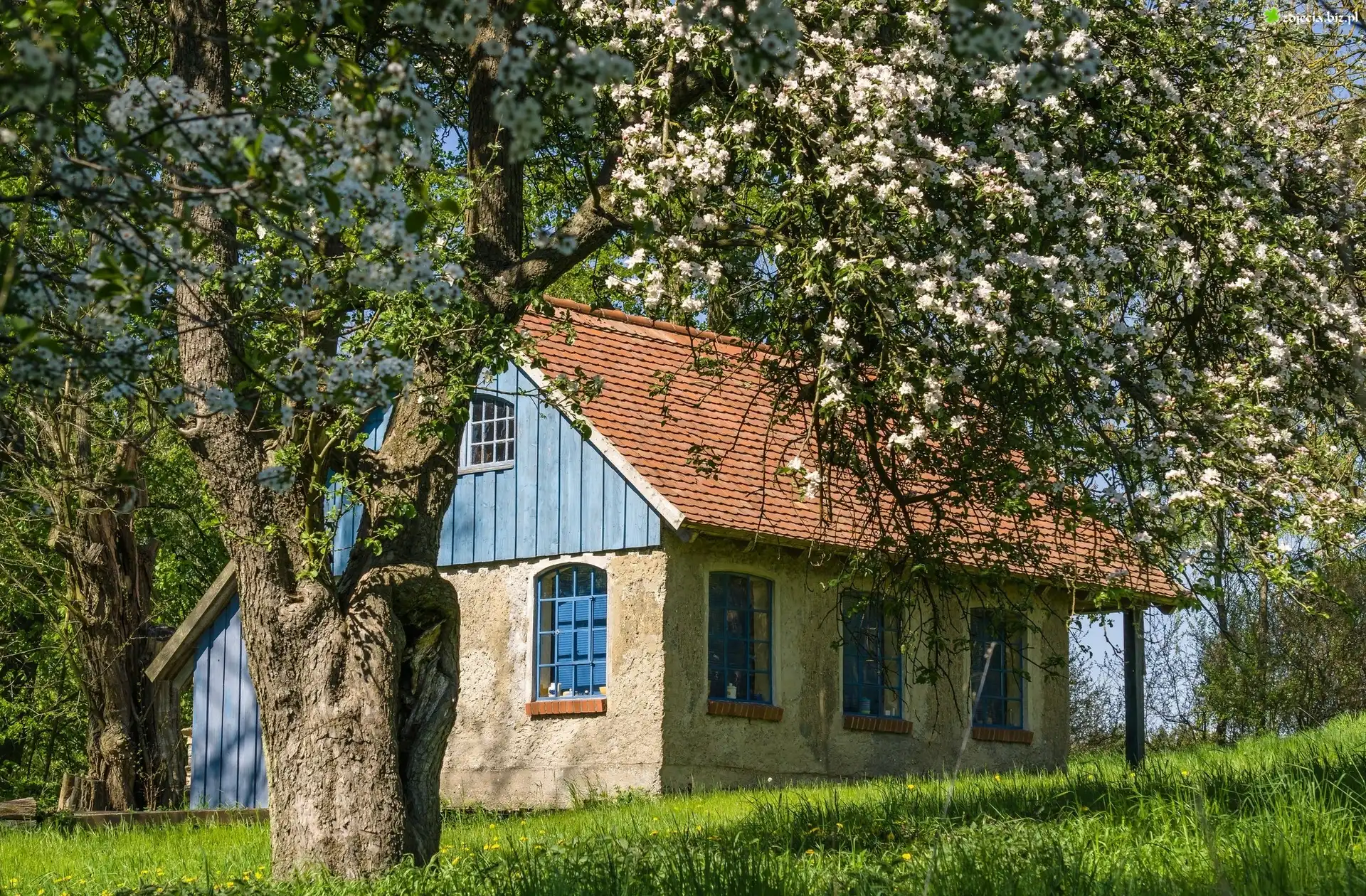 Drzewo, Dom, Łąka