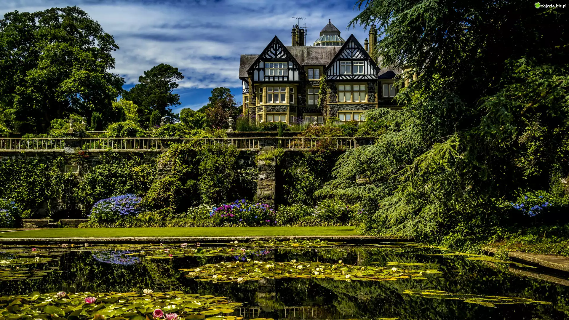 Walia, Ogród Botaniczny Bodnant Garden, Dom, Bodnant House, Staw, Roślinność, Lilie wodne