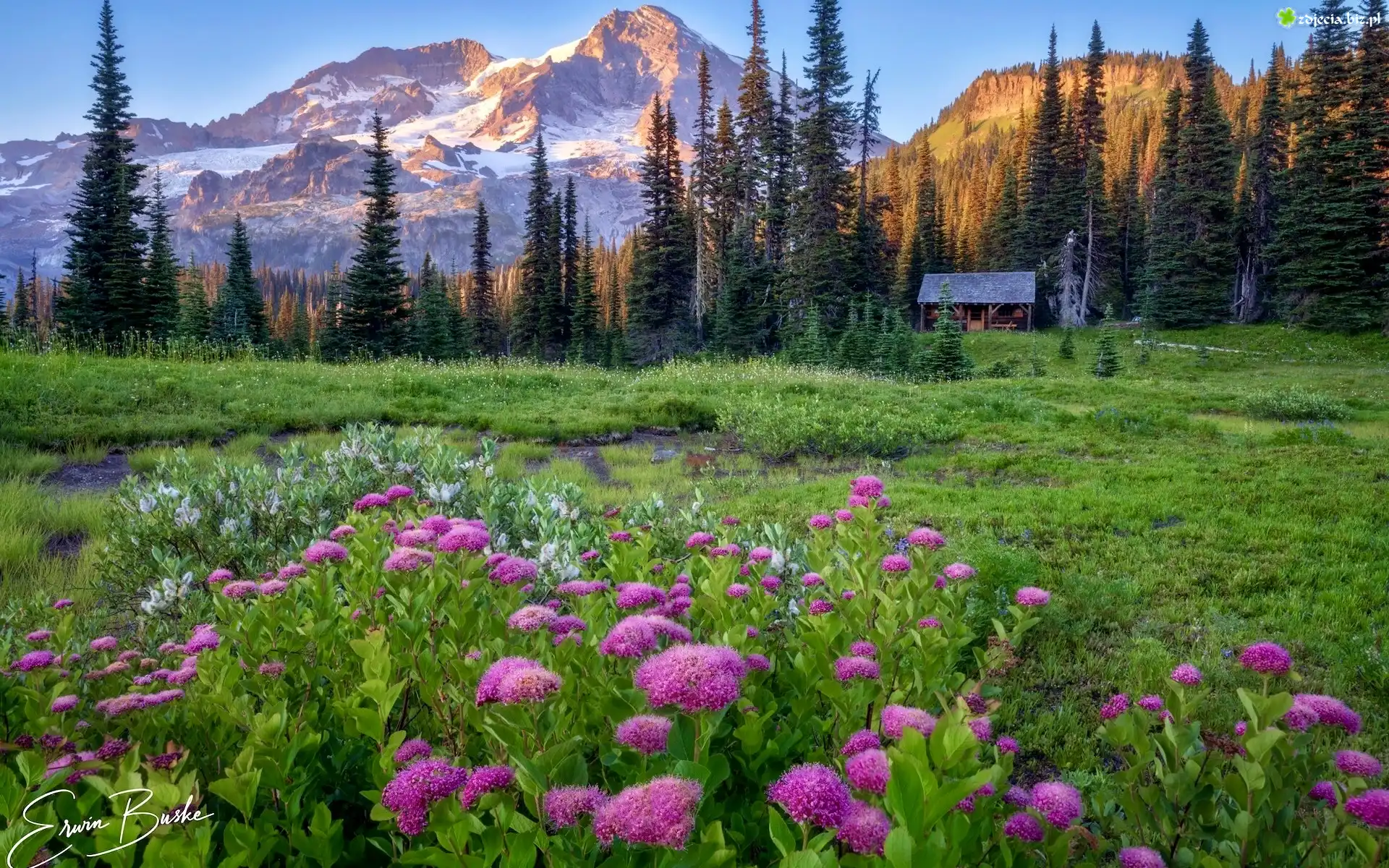 Stany Zjednoczone, Waszyngton, Park Narodowy Mount Rainier, Góry, Łąka, Domek, Drzewa, Kwiaty