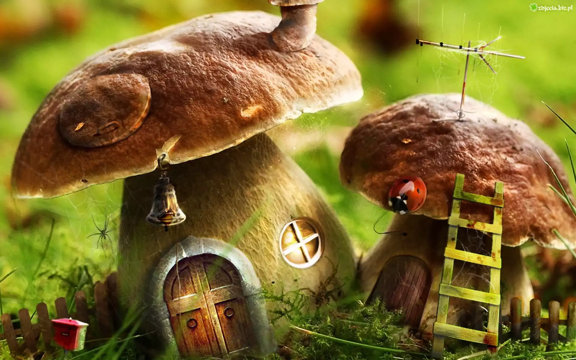 Grzybki, Domki, Biedronka