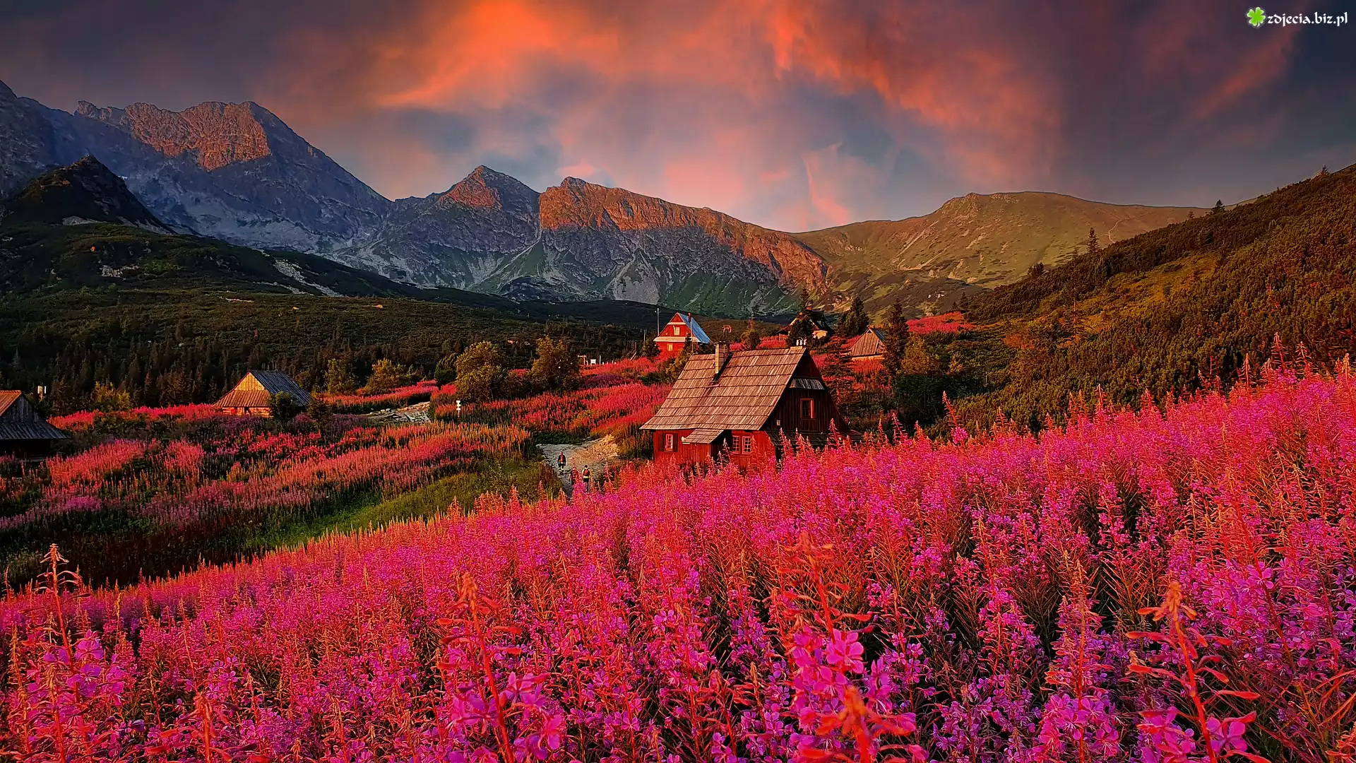 Polska, Hala Gasienicowa, Góry, Tatry, Wierzbówka kiprzyca, Domy