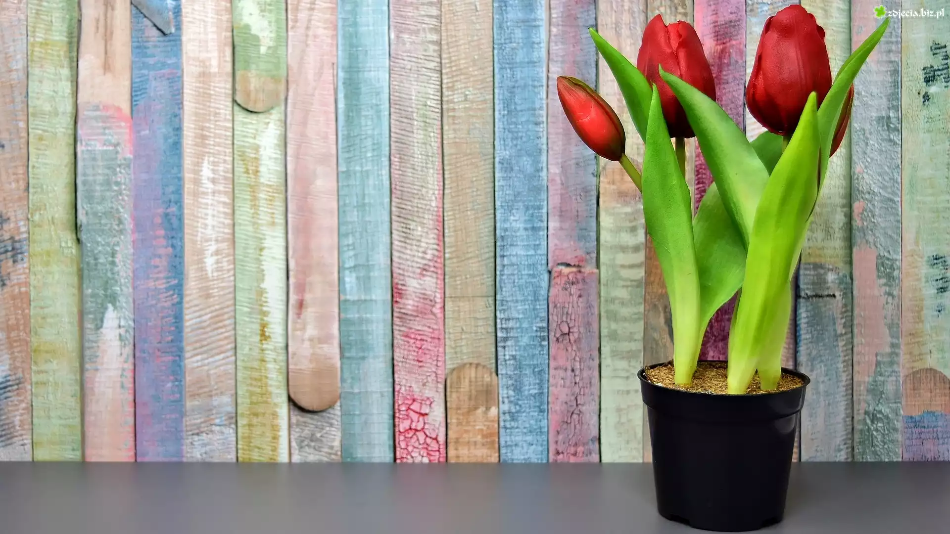 Tulipany, Doniczka, Åšciana