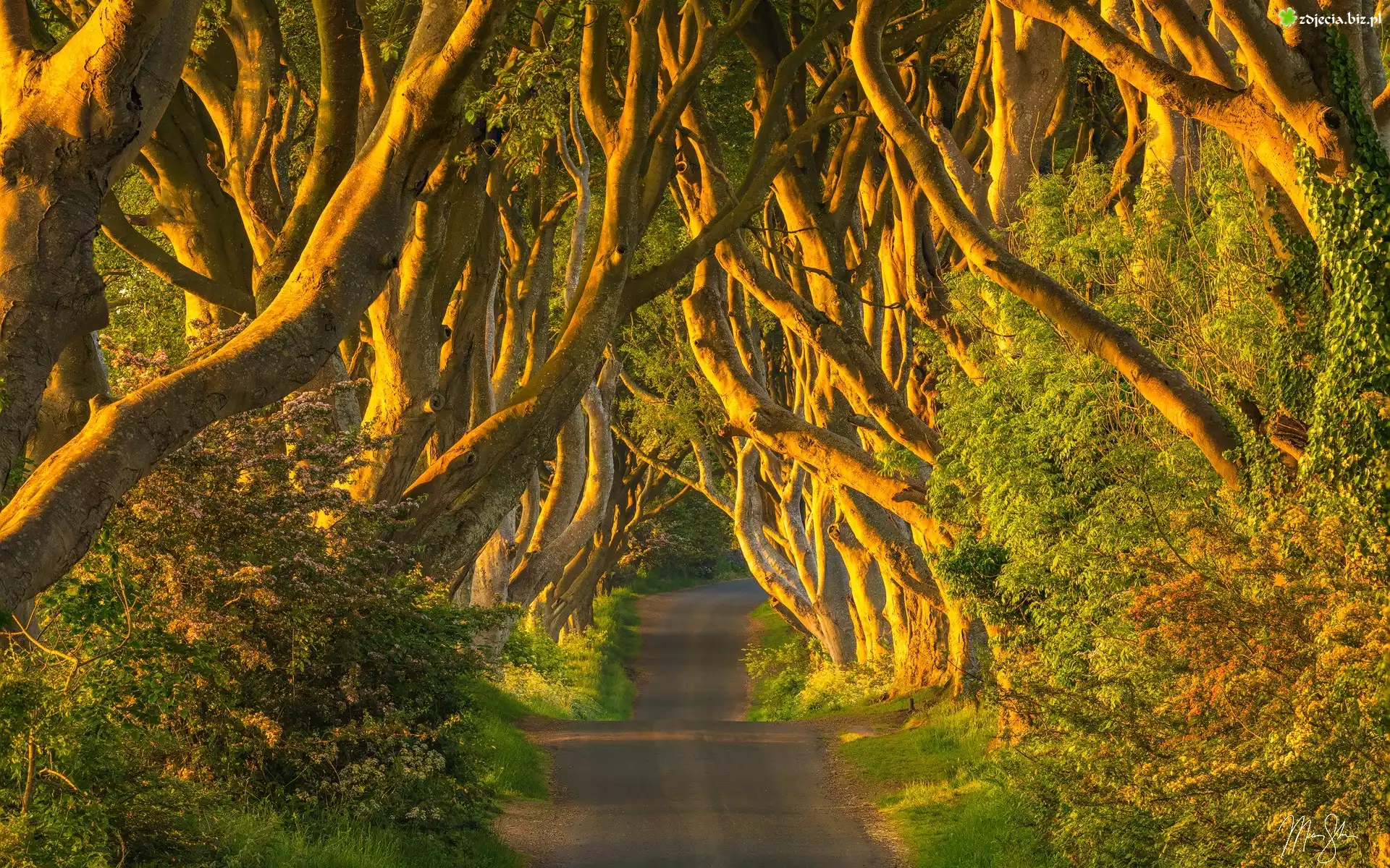 Droga, Aleja, Dark Hedges, Drzewa, Buki, Hrabstwo Antrim, Irlandia Północna