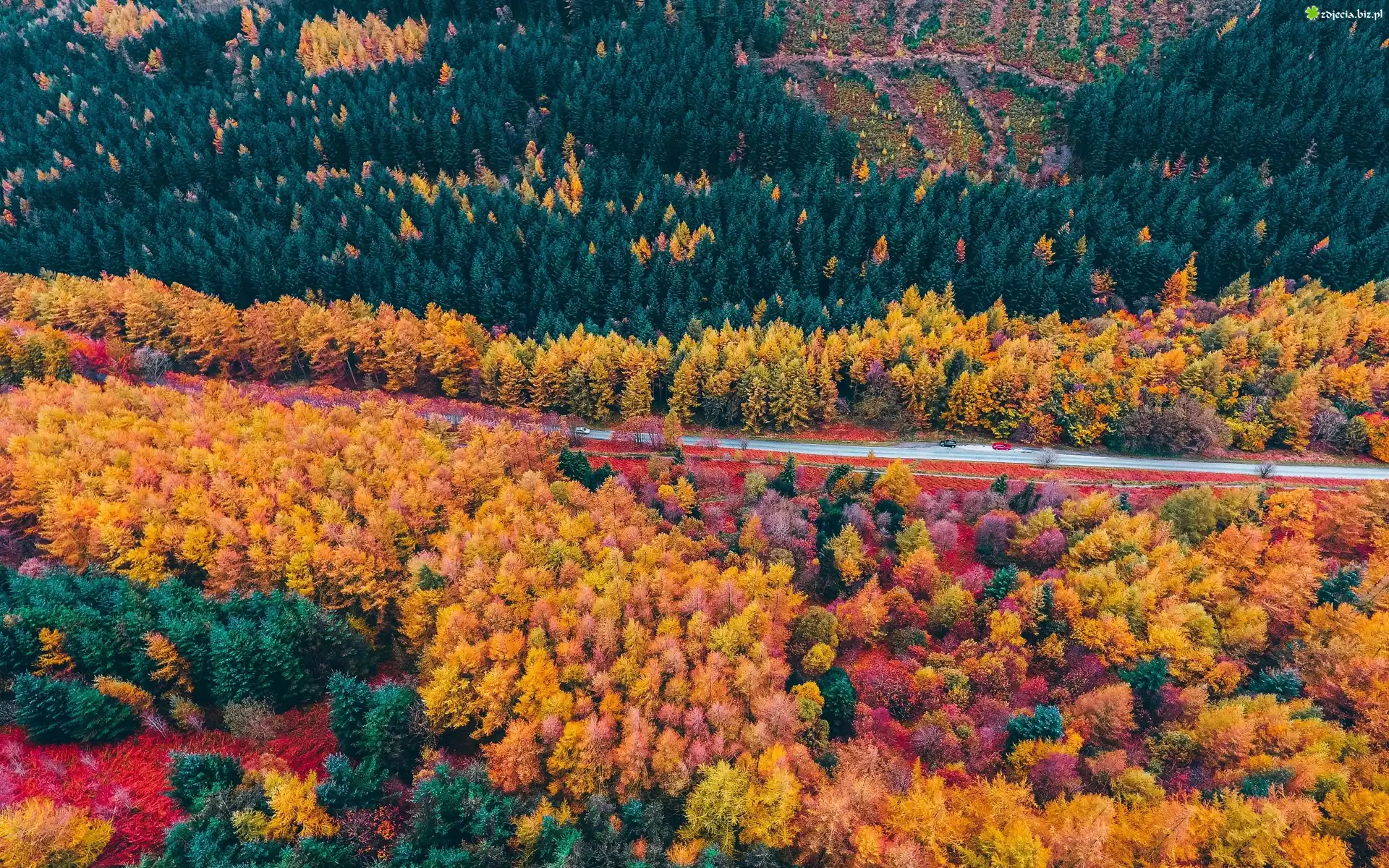 Las, Droga, Drzewa, Jesień, Z lotu ptaka