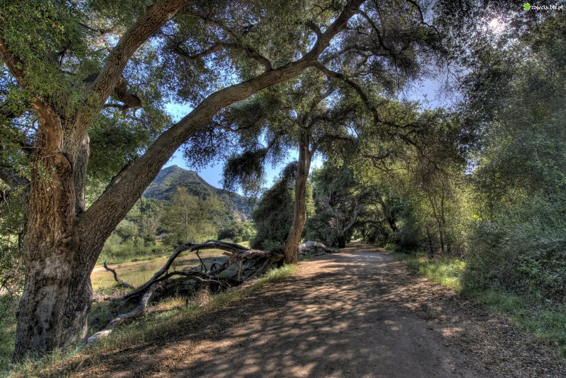Droga, Góry, Las, Malibu, Kalifornia