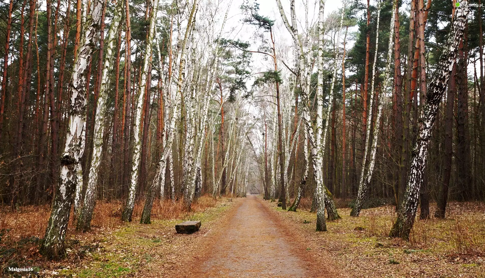 Park, Droga, Drzewa