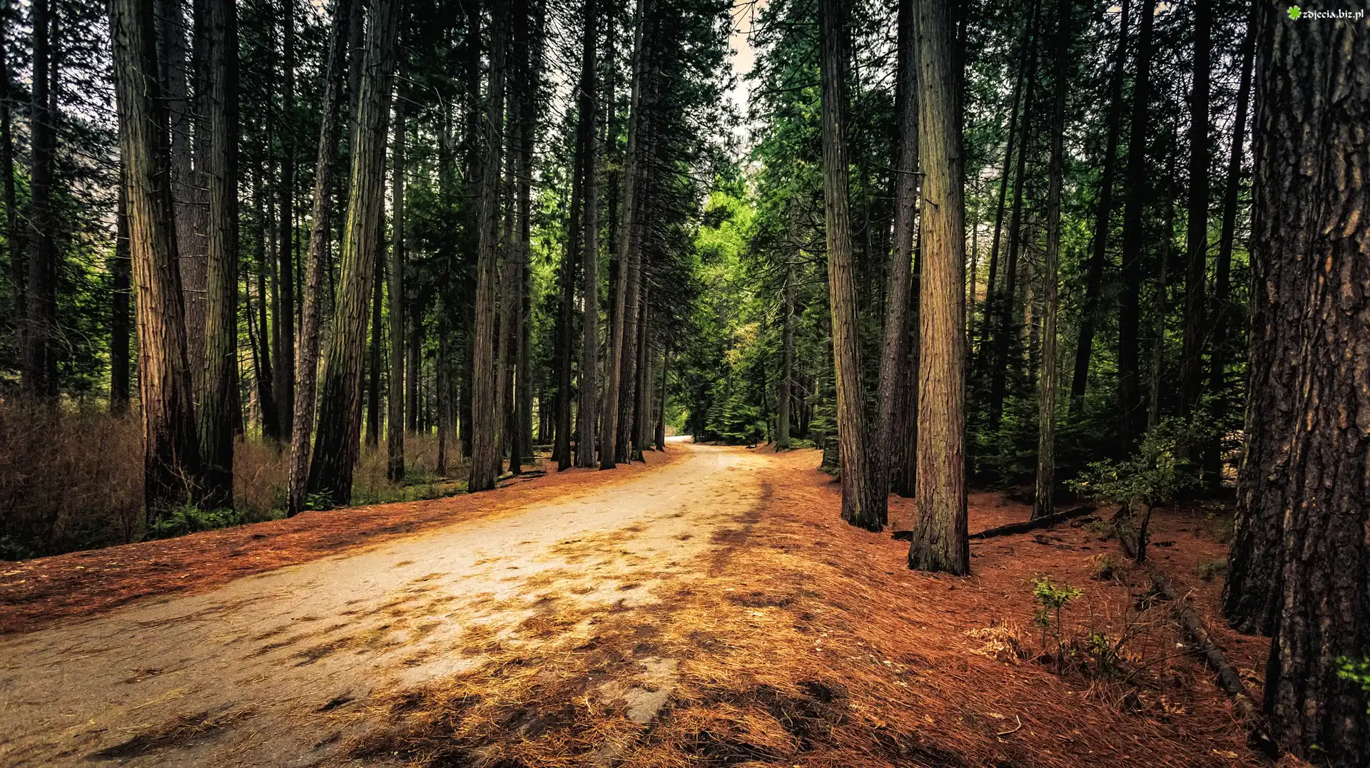 Stany Zjednoczone, Stan Kalifornia, Park Narodowy Yosemite, Las, Drzewa, Droga
