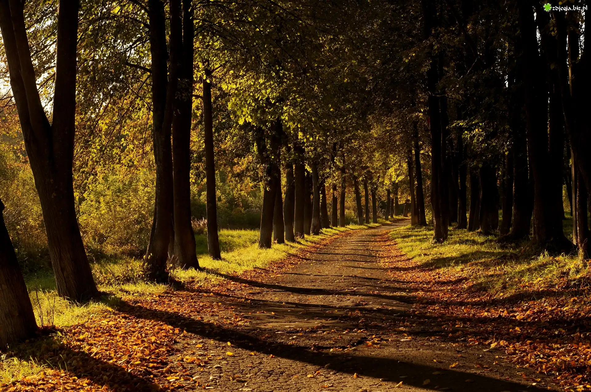 Droga, Przebijające, Światło, Park