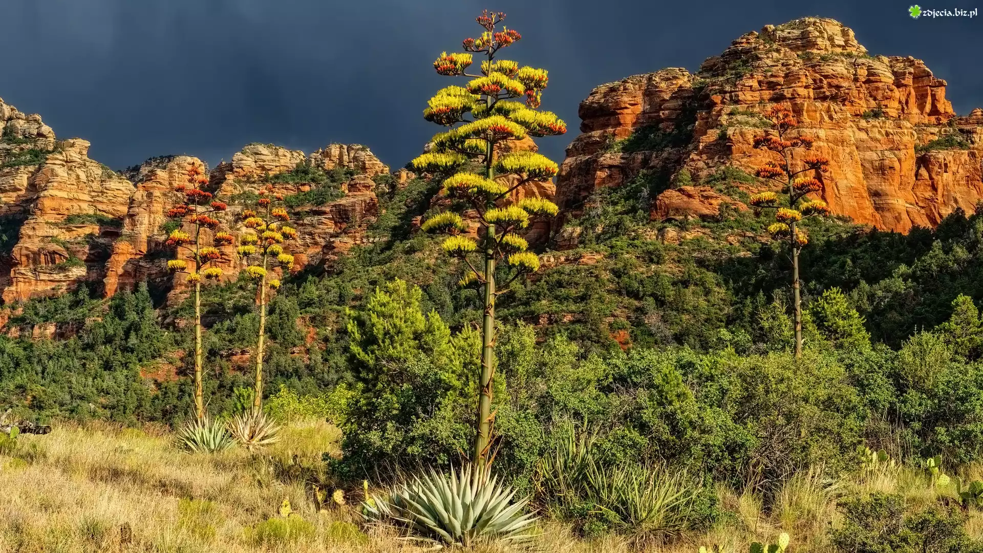 Sedona, Stany Zjednoczone, Drzewa, Góry, Agawy