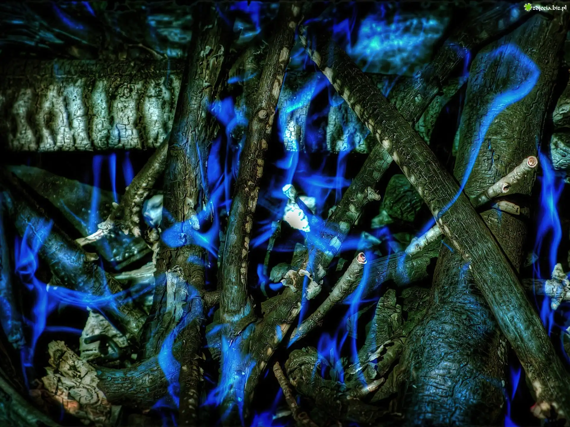 Gałęzie, Drzewa, Fantasy