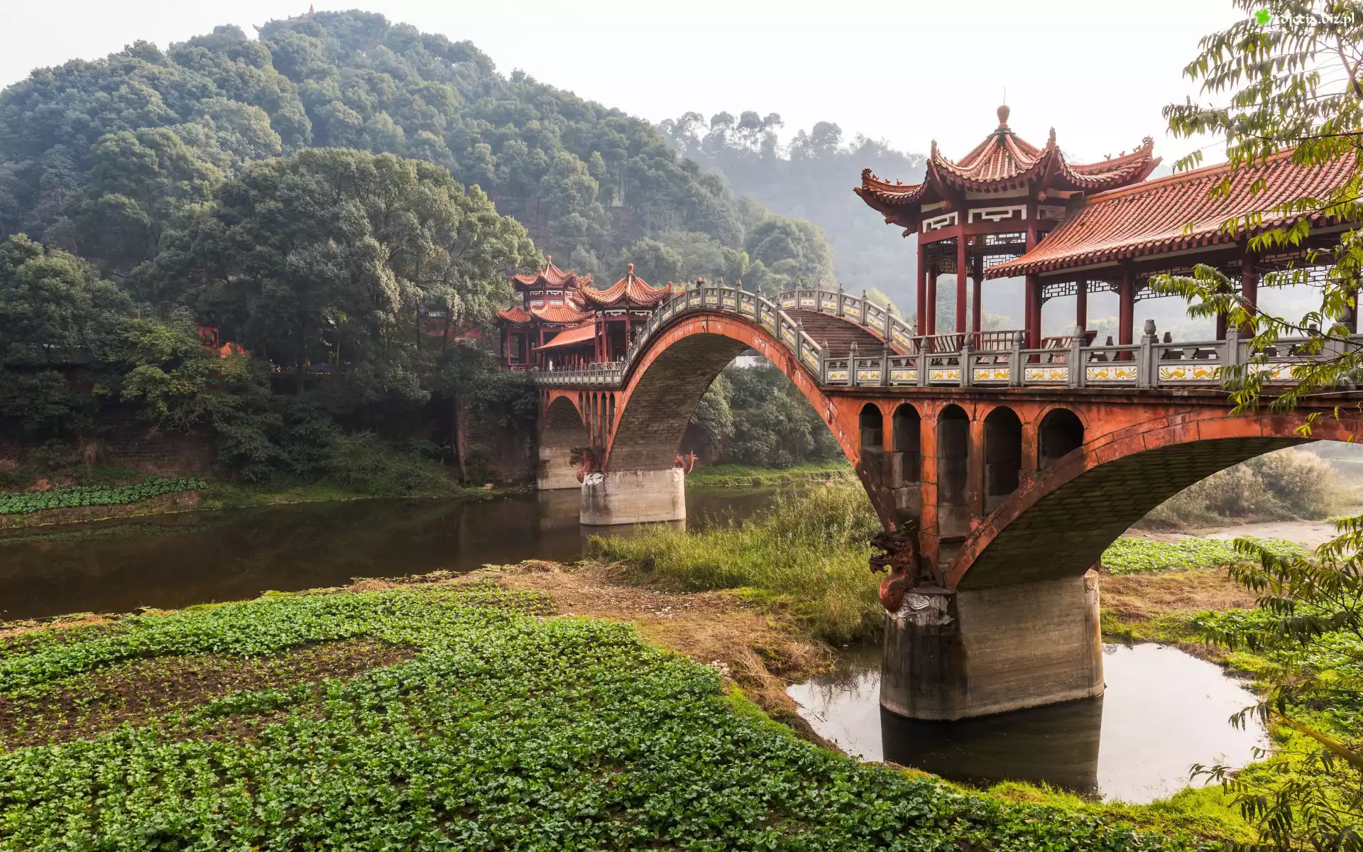 Most, Rzeka, Góry, Drzewa, Roślinność, Chengdu, Chiny