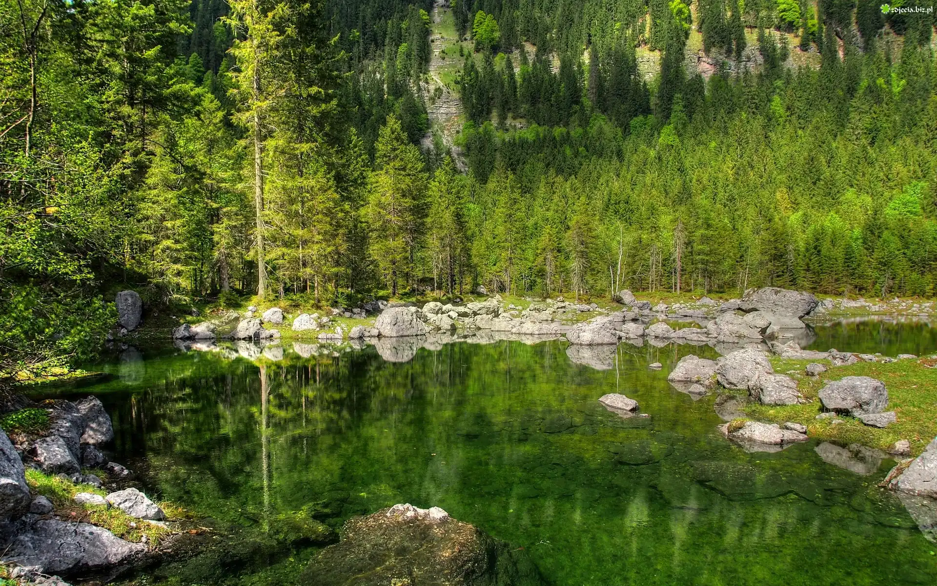 Jezioro, Drzewa, Kamienie