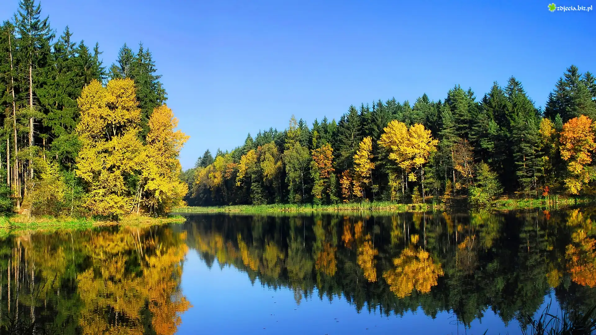 Jezioro, Drzewa, Odbicie