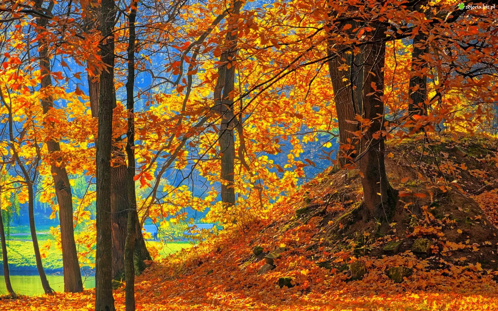 Drzewa, Nad Jeziorem, Opadłe Liście, Park