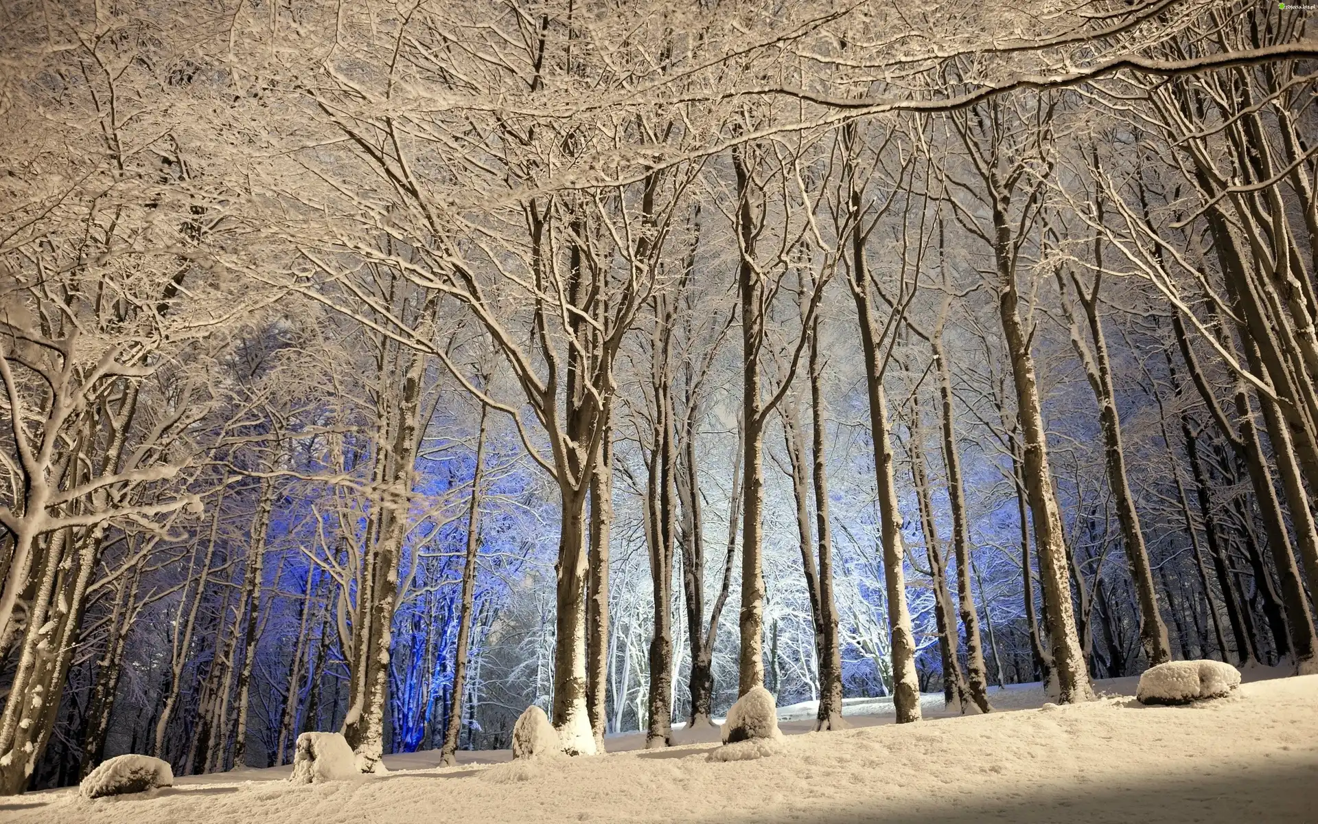Drzewa, Las, Śnieg, Zima