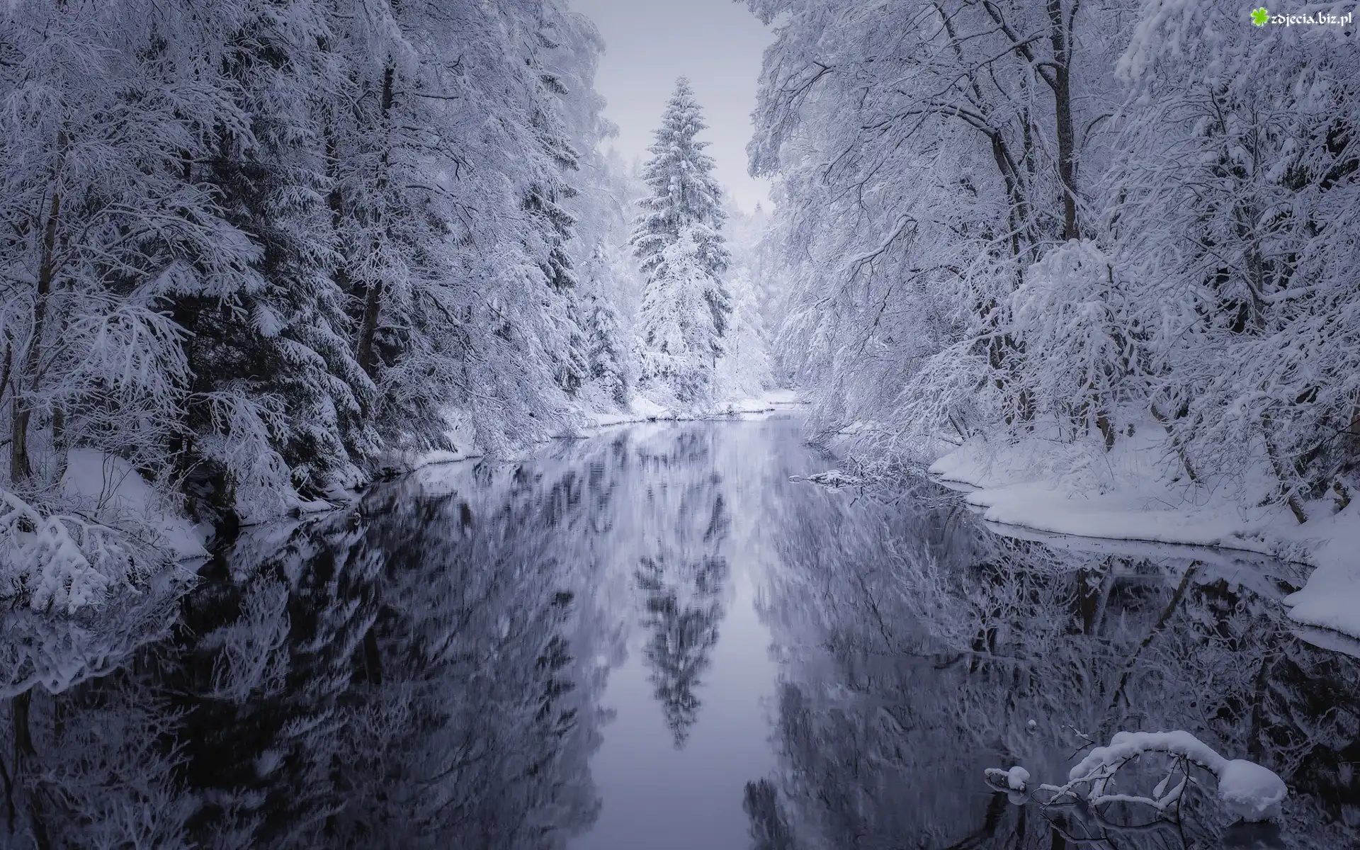 Drzewa, Śnieg, Rzeka, Las